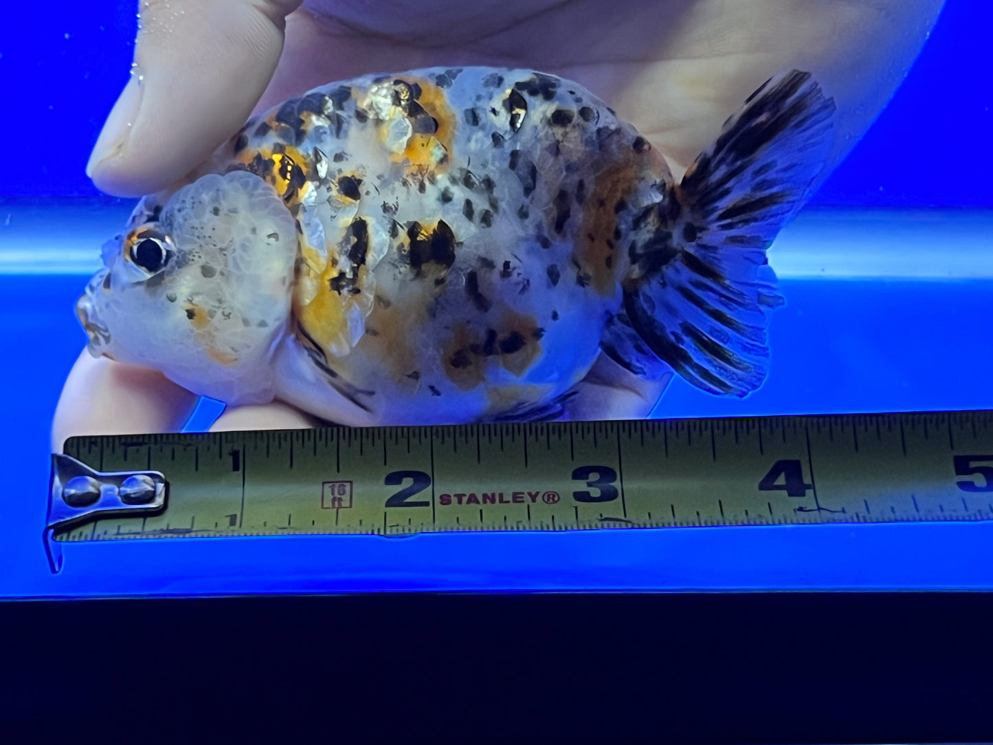 Calico Ranchu for Sale