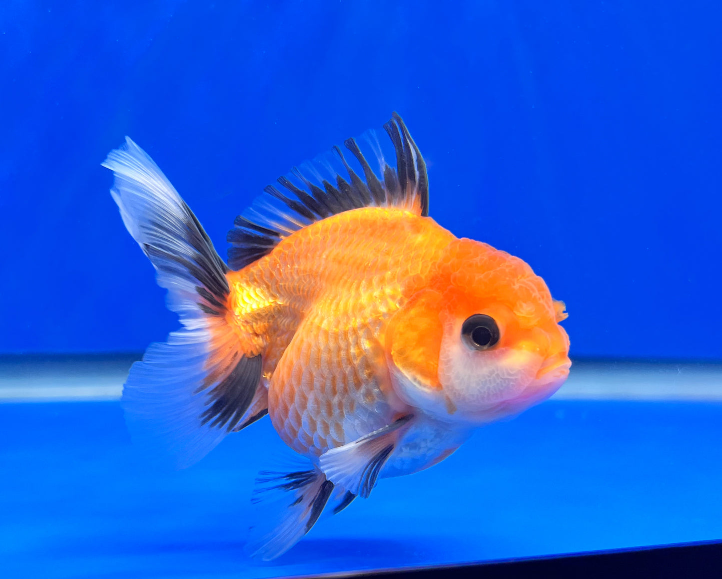 Tri-Color Oranda 3 - 3.5 inches (1020_02_OR15) - Kaiju Goldfish USA