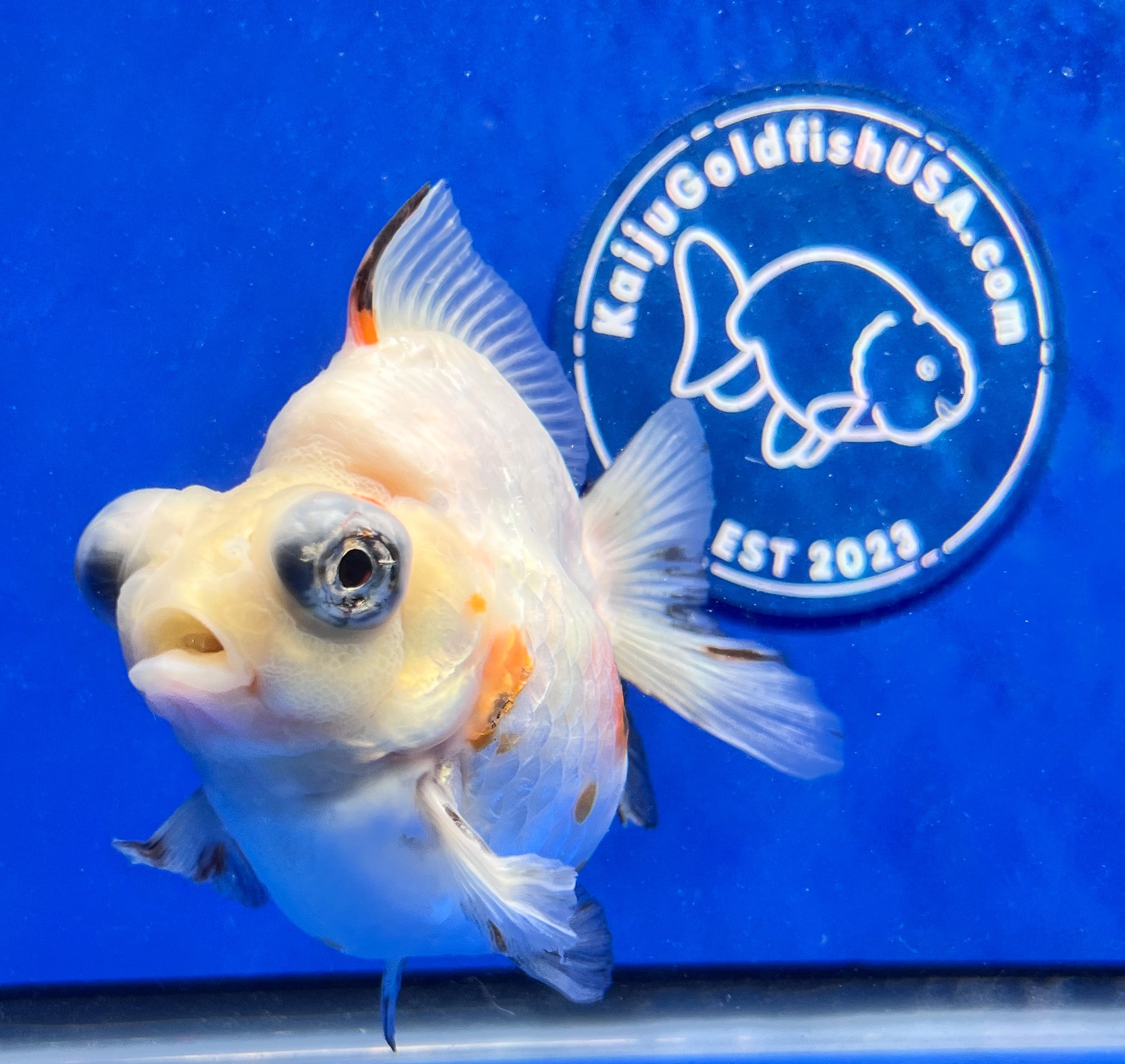 Sakura Demekin Goldfish for Sale Sakura Demekin Goldfish Kaiju