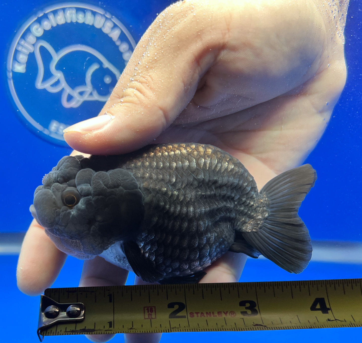 Black Metallic Ranchu 3.5 - 4inches (1115_01_RC02) - Kaiju Goldfish USA