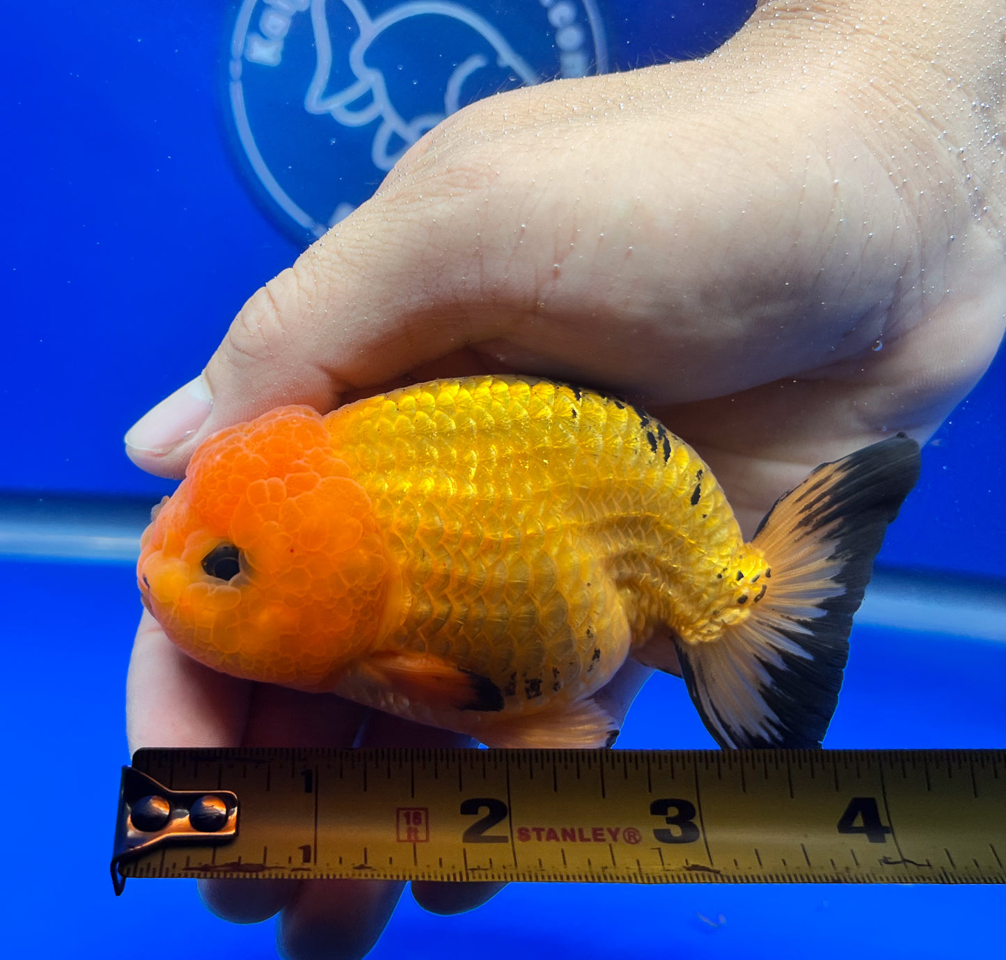 Apache Ranchu 3.5- 4 inches (1115_02_RC03) - Kaiju Goldfish USA
