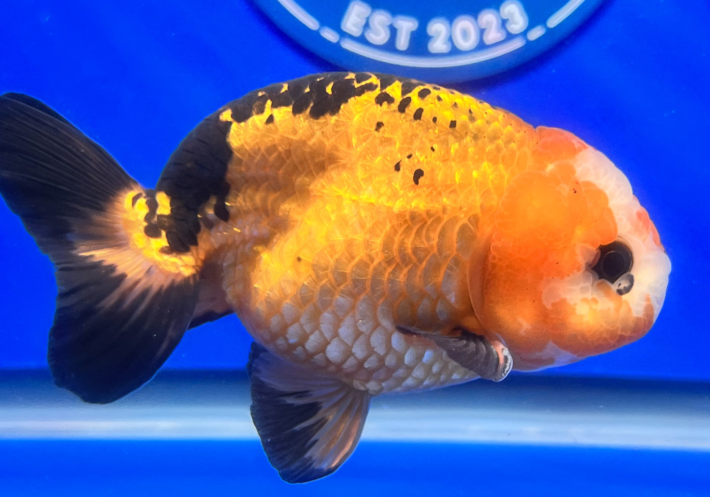 Apache Ranchu 3.5- 4 inches (1115_02_RC04) - Kaiju Goldfish USA