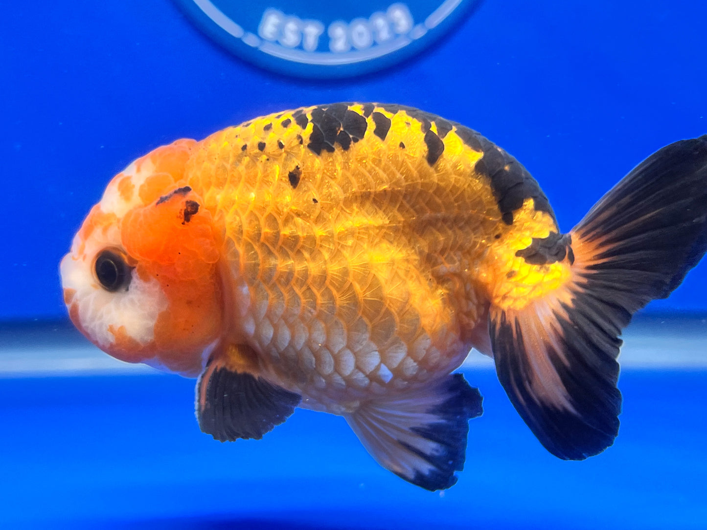 Apache Ranchu 3.5- 4 inches (1115_02_RC04) - Kaiju Goldfish USA