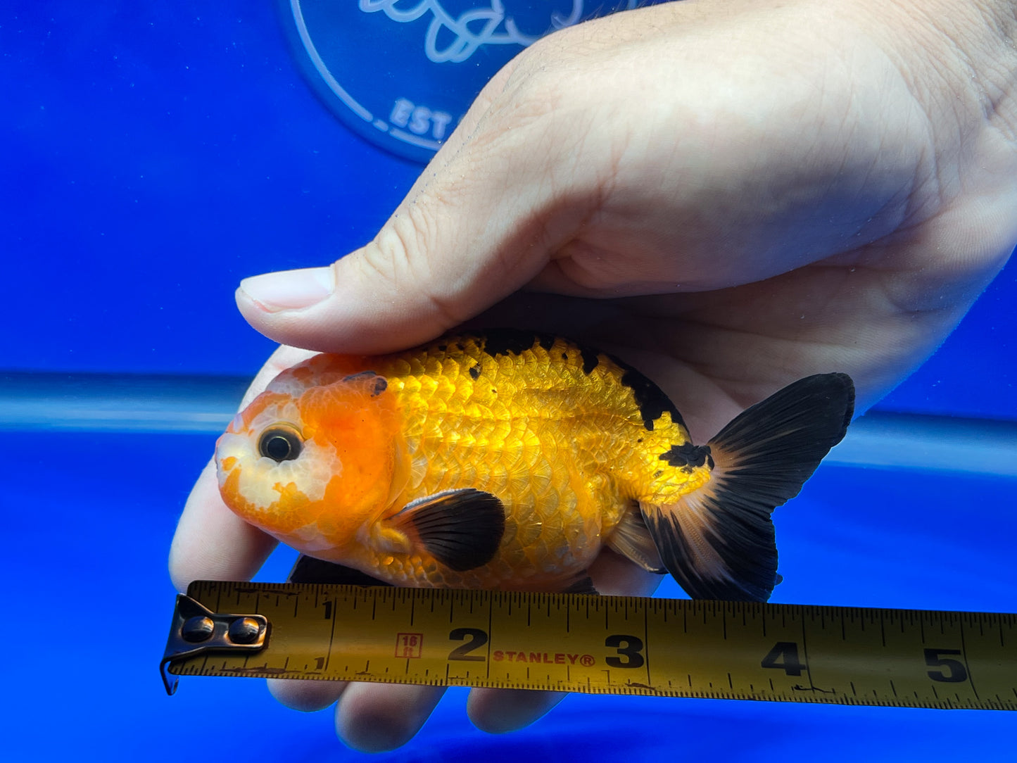 Apache Ranchu 3.5- 4 inches (1115_02_RC04) - Kaiju Goldfish USA