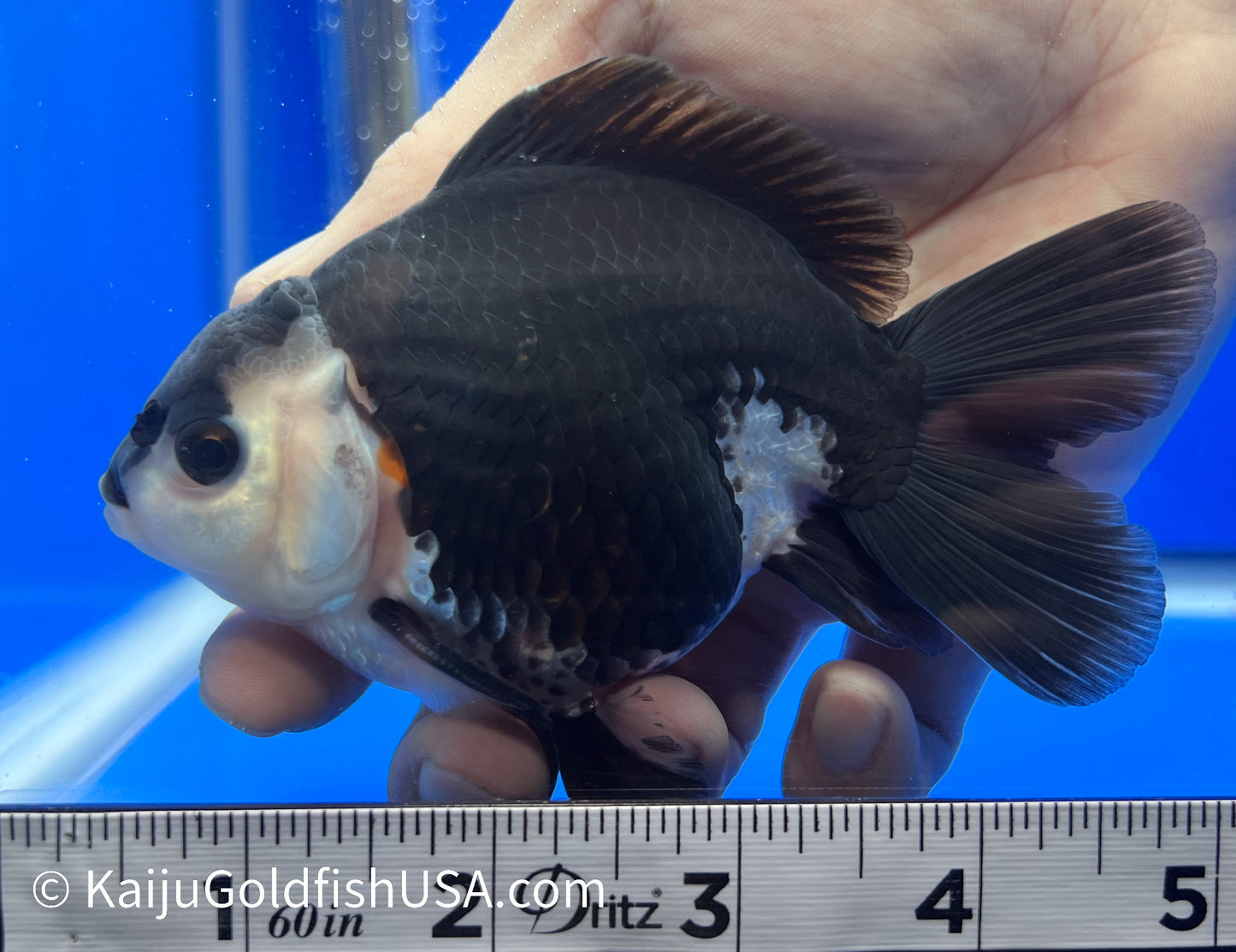 Panda Oranda 4.5-5 inches (010524_OR12) - Kaiju Goldfish USA