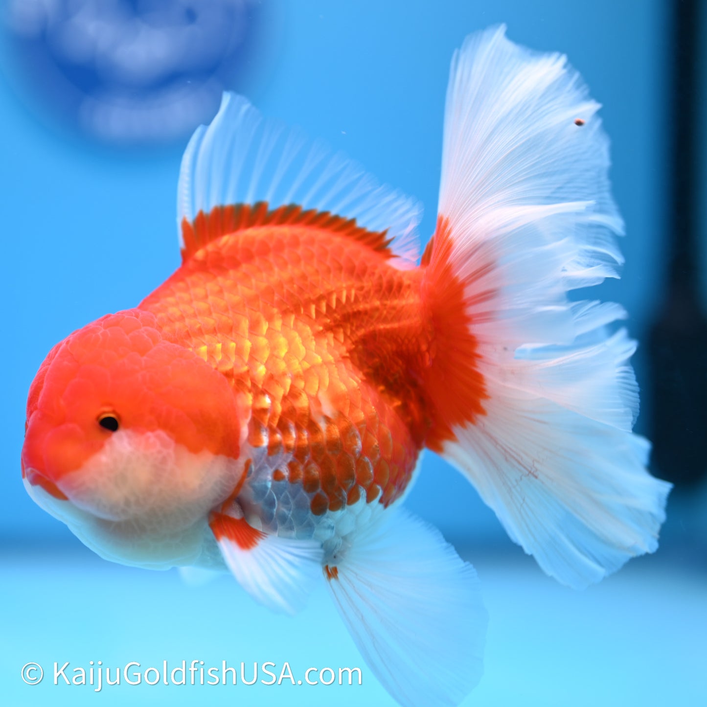 Red White Orchid Tail Oranda 4in Body (240621_OR01) - Kaiju Goldfish USA