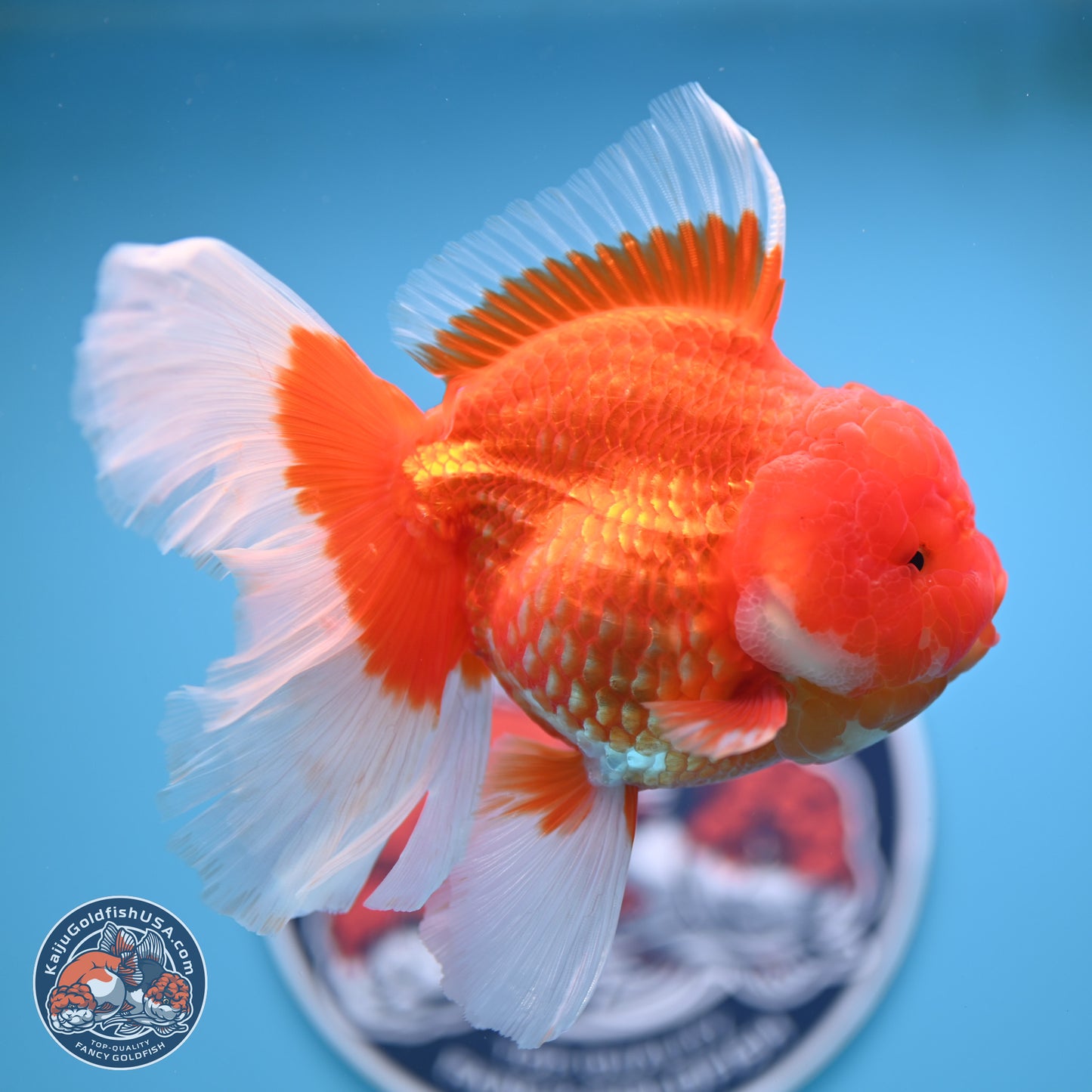 Rose Tail Red White Oranda 6.5 inches (241018_OR01) - Kaiju Goldfish USA
