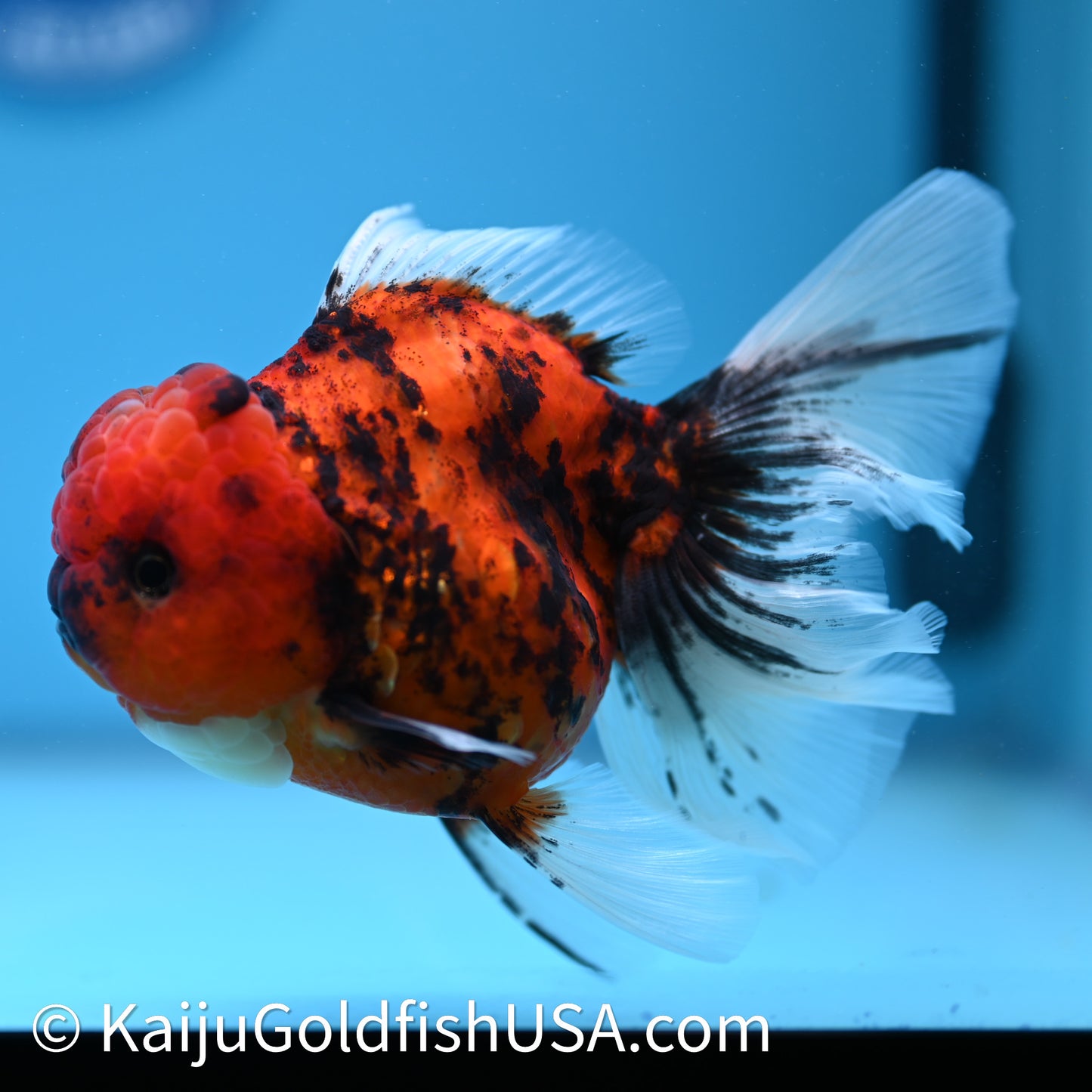 Tiger Rose Tail Oranda 3.75in Body (240628_OR01) - Kaiju Goldfish USA
