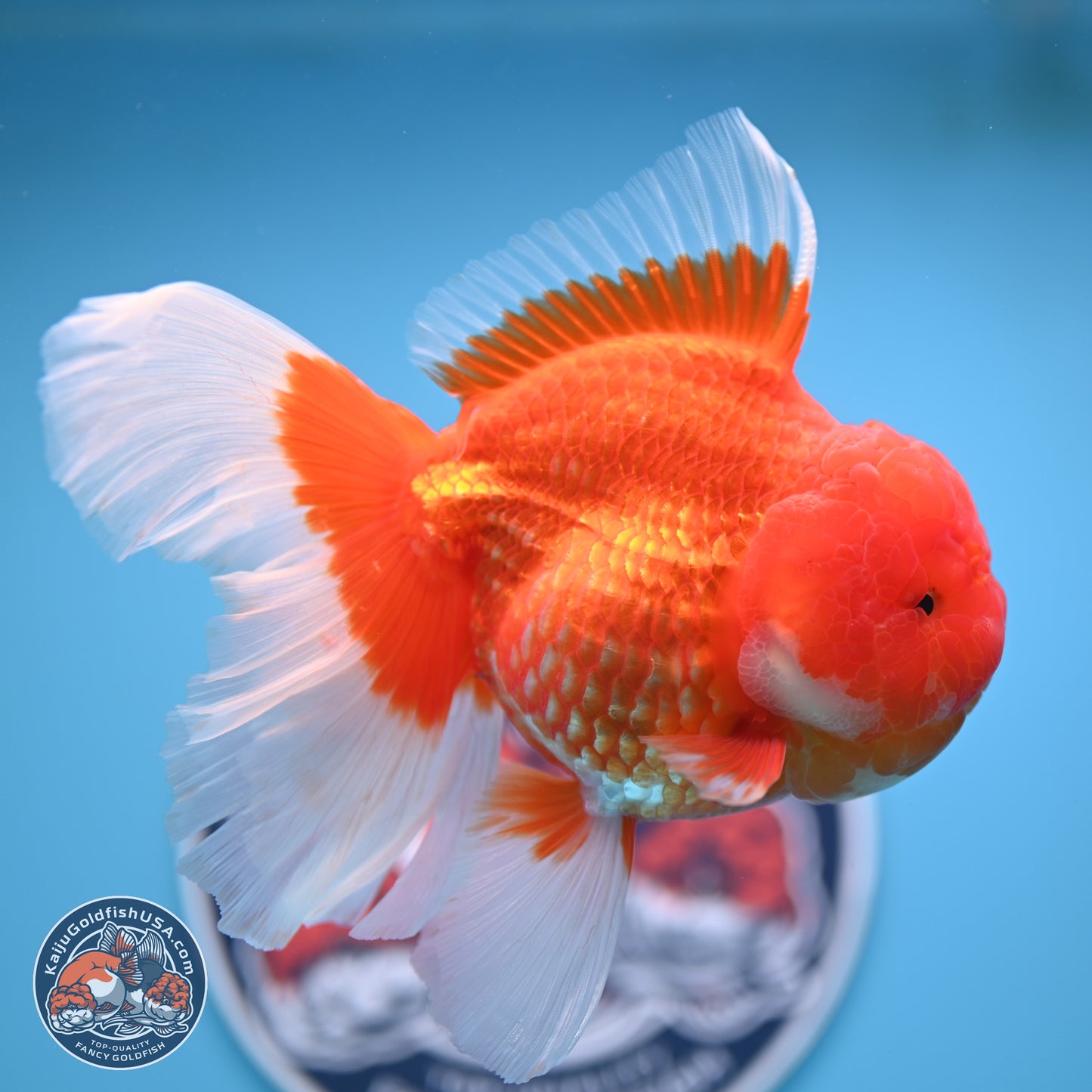 Rose Tail Red White Oranda 6.5 inches (241018_OR01) - Kaiju Goldfish USA
