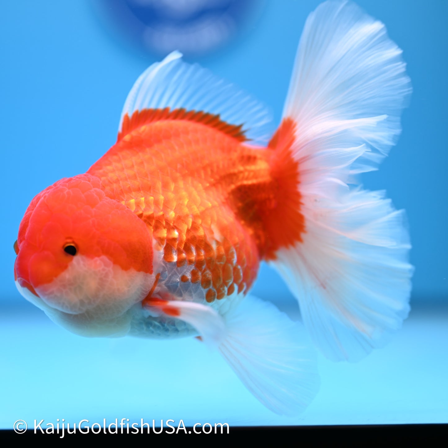 Red White Orchid Tail Oranda 4in Body (240621_OR01) - Kaiju Goldfish USA