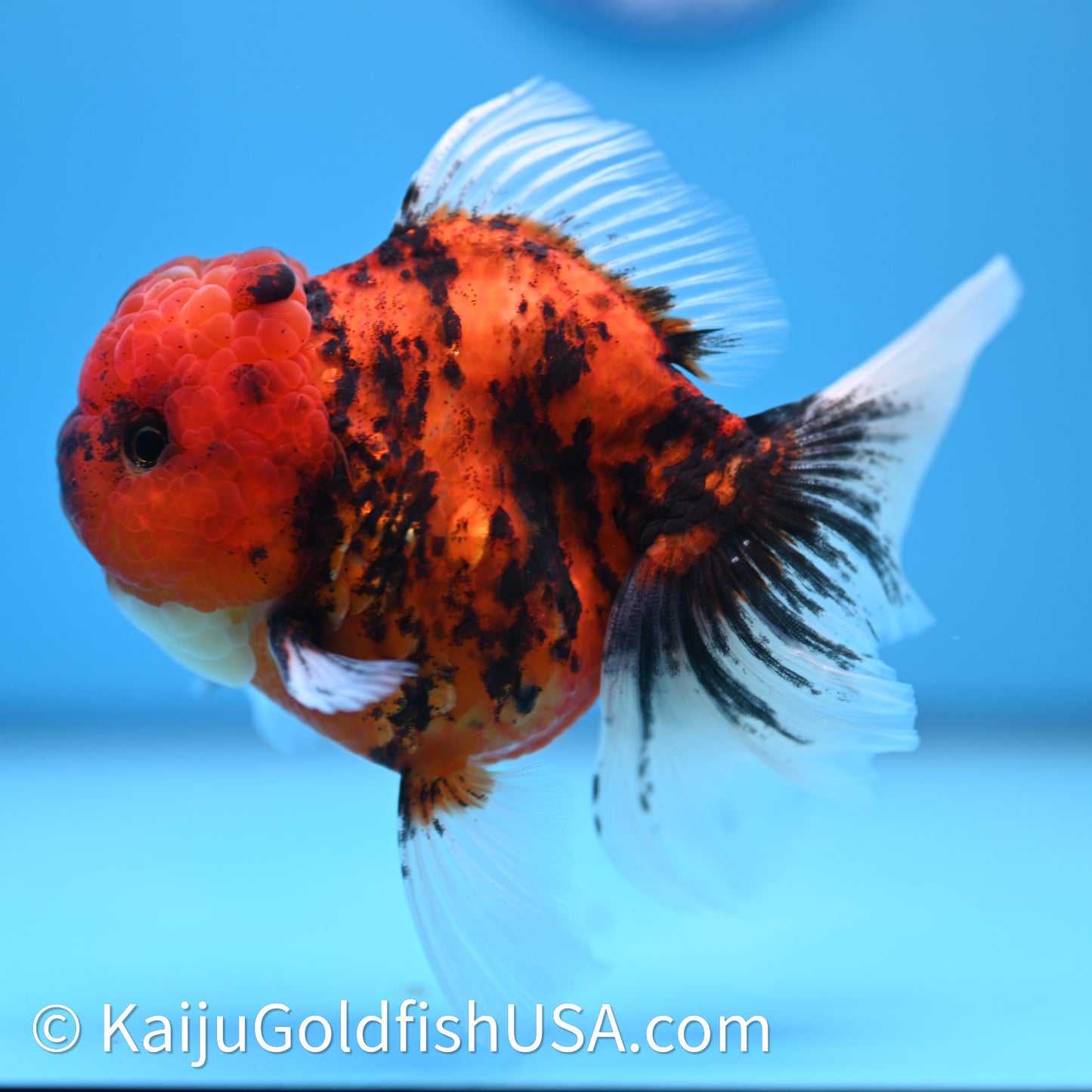 Tiger Rose Tail Oranda 3.75in Body (240628_OR01) - Kaiju Goldfish USA