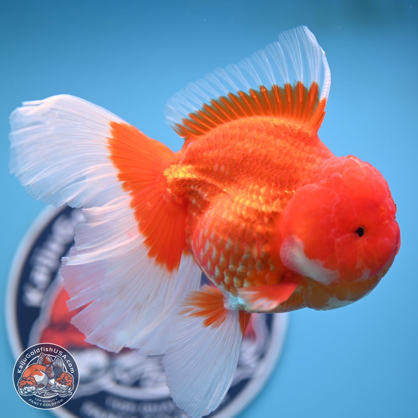 Rose Tail Red White Oranda 6.5 inches (241018_OR01) - Kaiju Goldfish USA