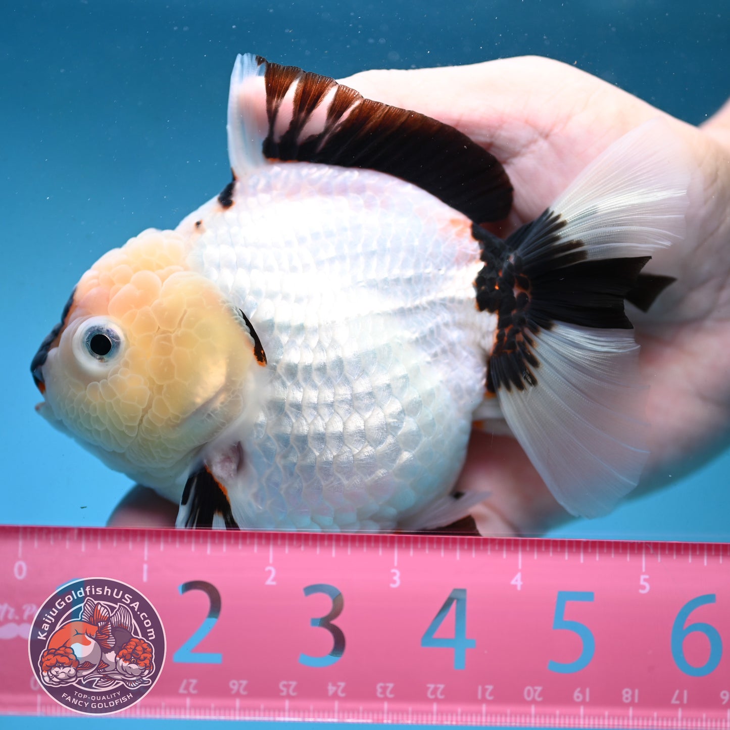Panda Oranda 4 inch Body (251003_OR01)