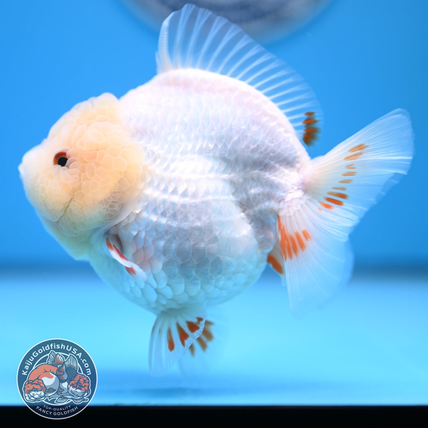 Jade Head Red White Oranda 4 inches Body (250523_OR01)