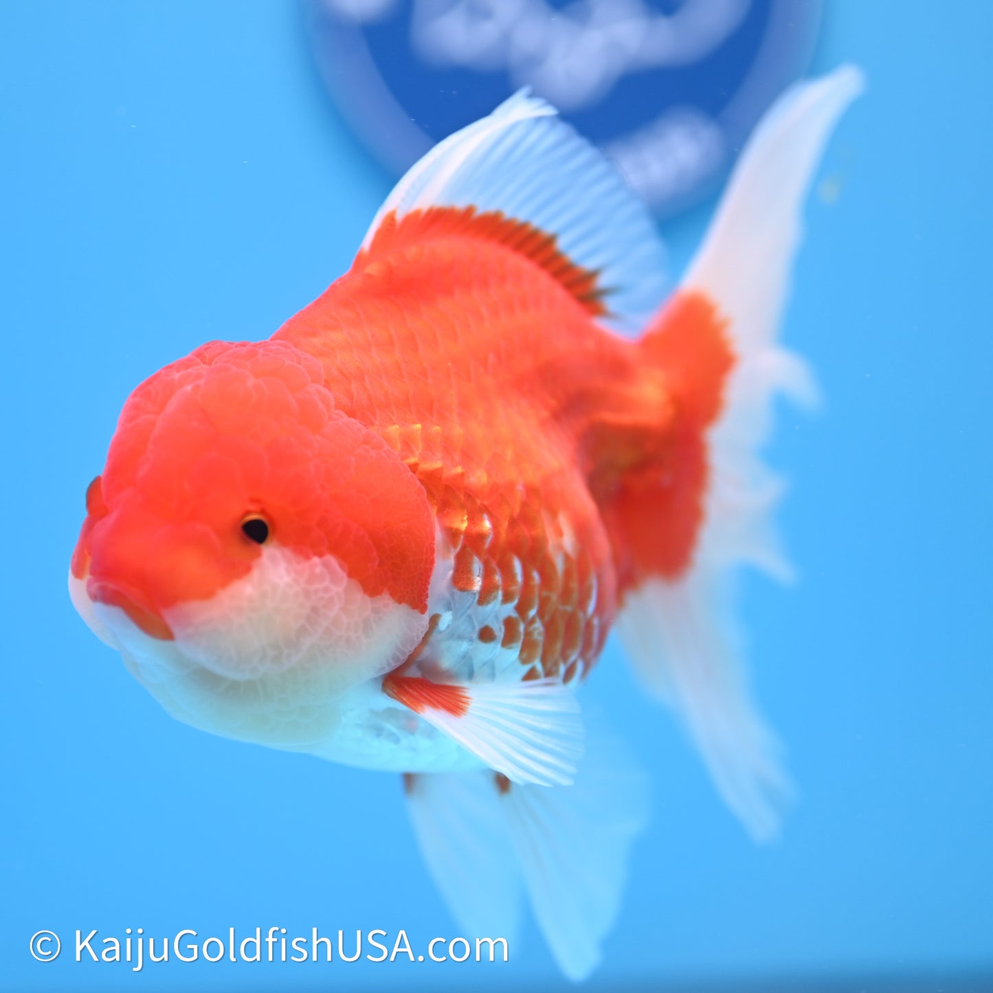 Red White Orchid Tail Oranda 4in Body (240621_OR01) - Kaiju Goldfish USA