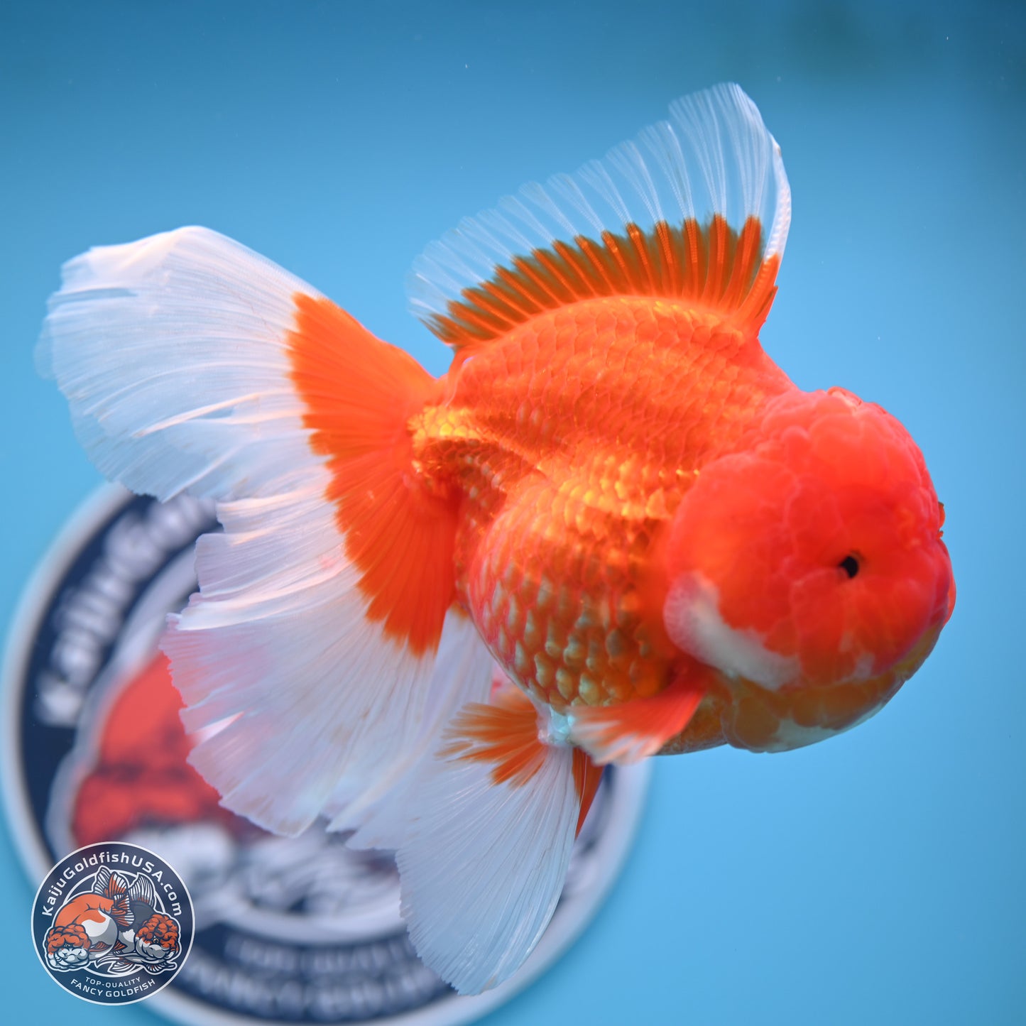 Rose Tail Red White Oranda 6.5 inches (241018_OR01) - Kaiju Goldfish USA