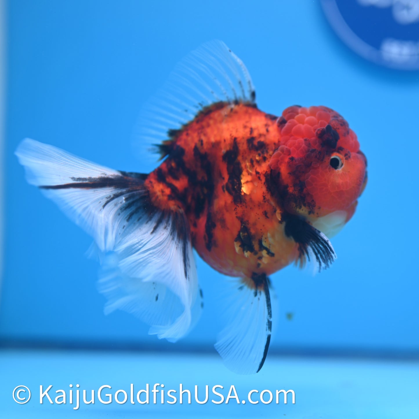 Tiger Rose Tail Oranda 3.75in Body (240628_OR01) - Kaiju Goldfish USA