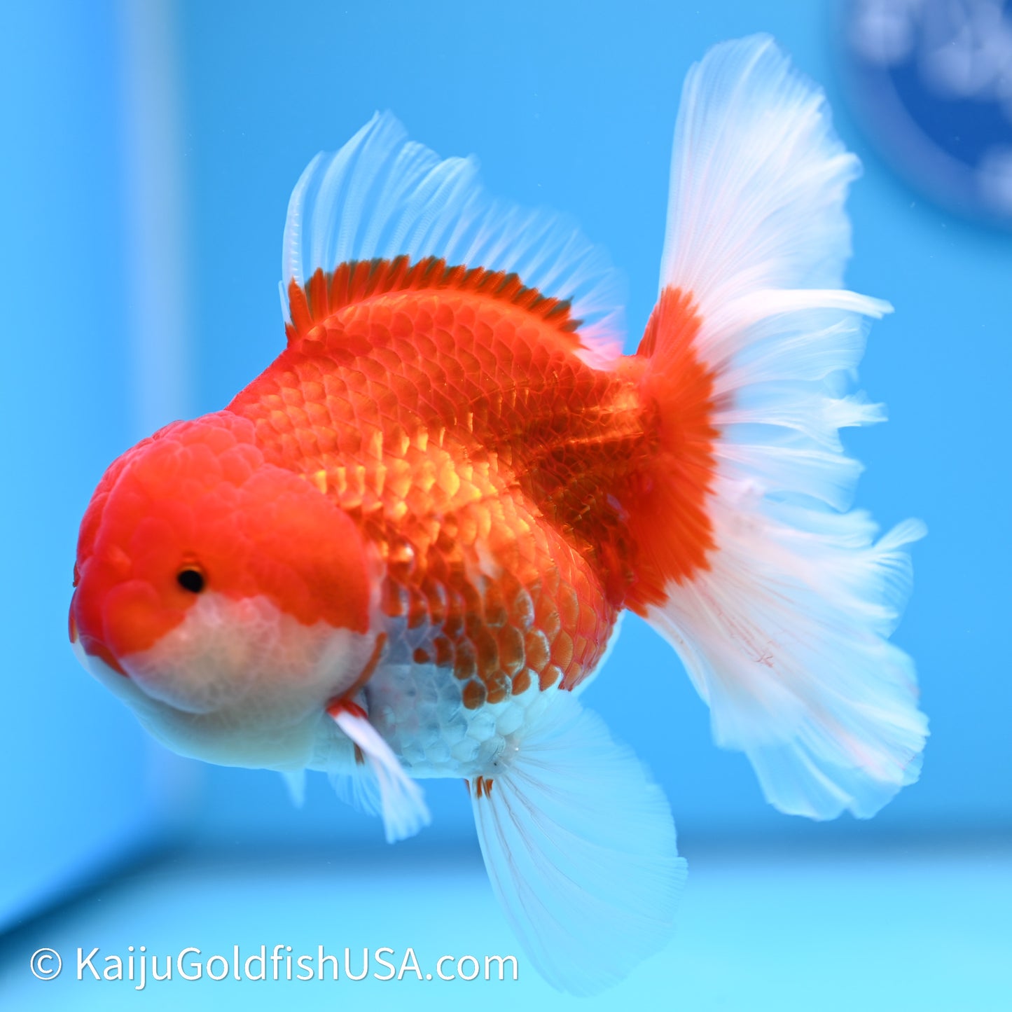 Red White Orchid Tail Oranda 4in Body (240621_OR01) - Kaiju Goldfish USA