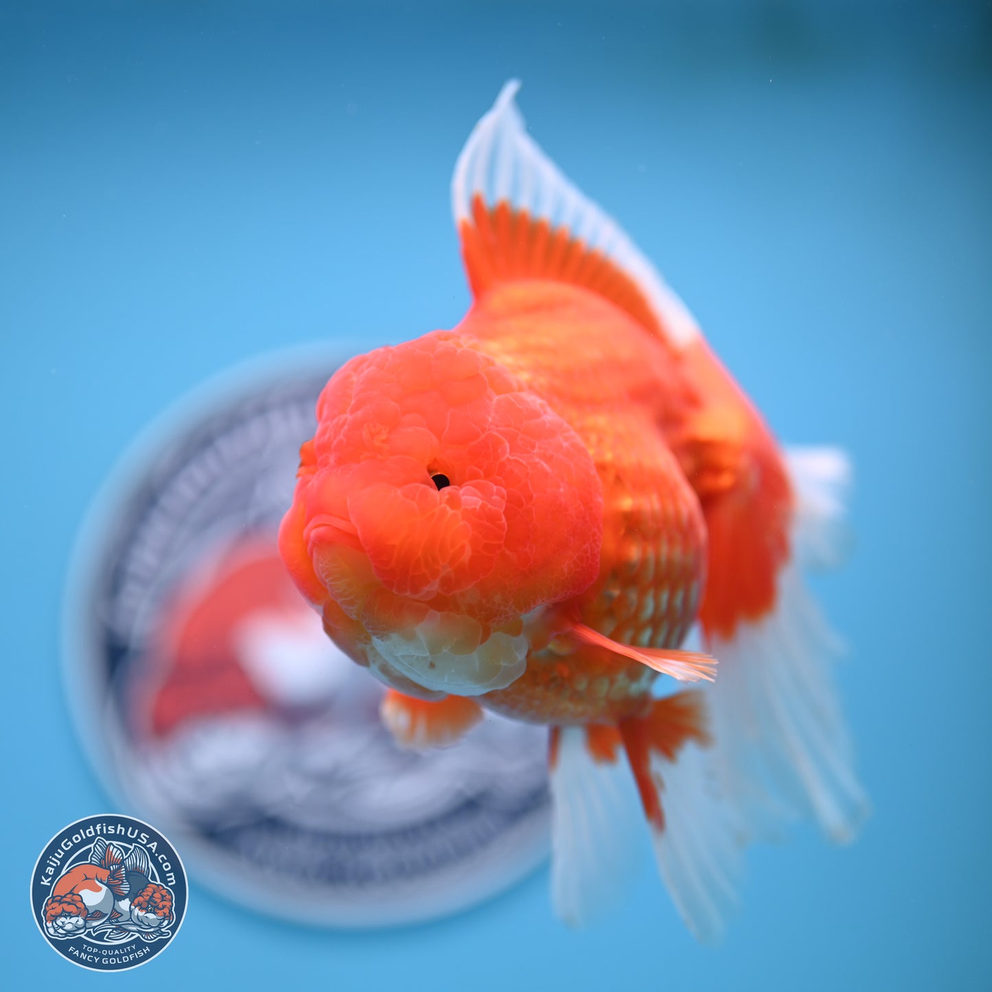 Rose Tail Red White Oranda 6.5 inches (241018_OR01) - Kaiju Goldfish USA