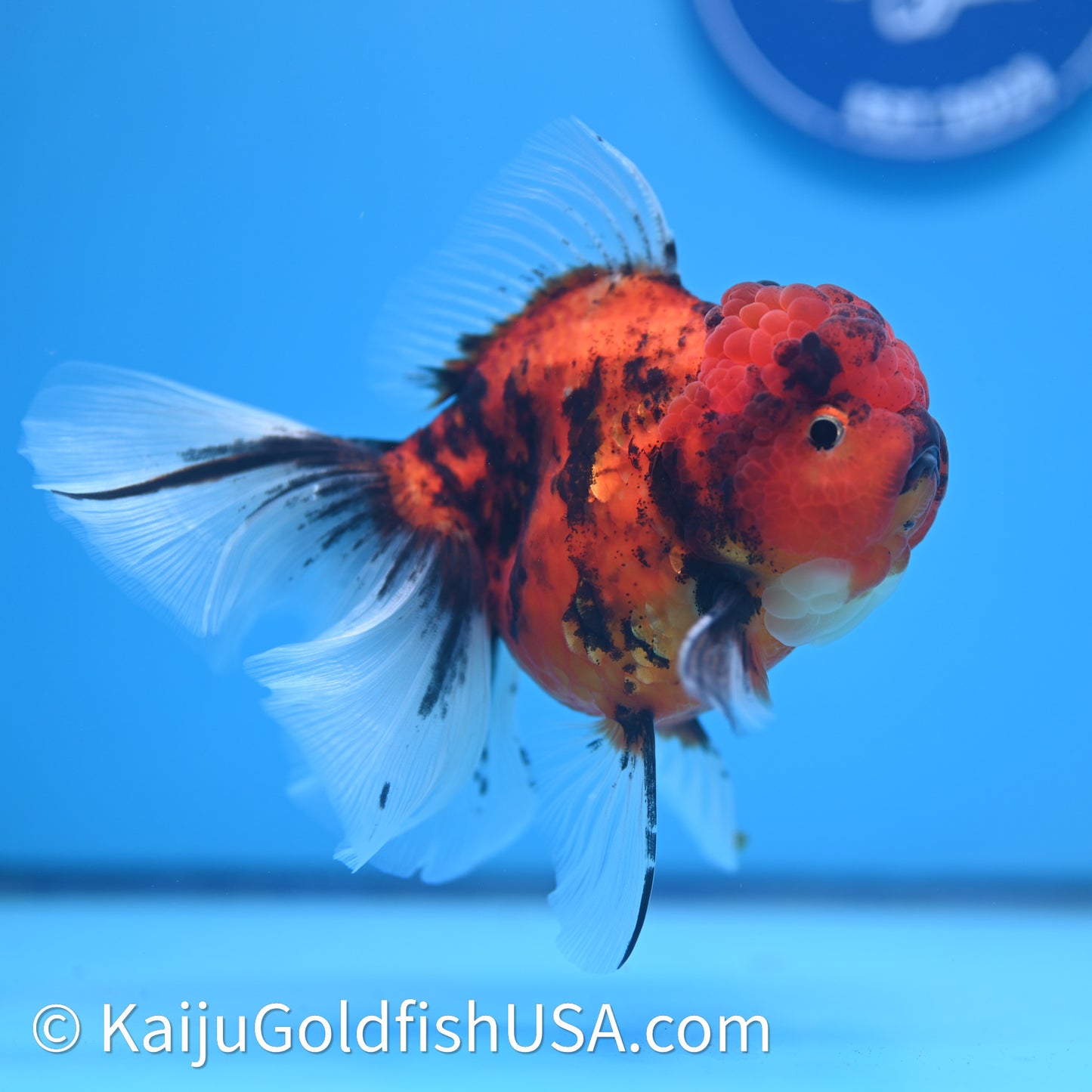 Tiger Rose Tail Oranda 3.75in Body (240628_OR01) - Kaiju Goldfish USA