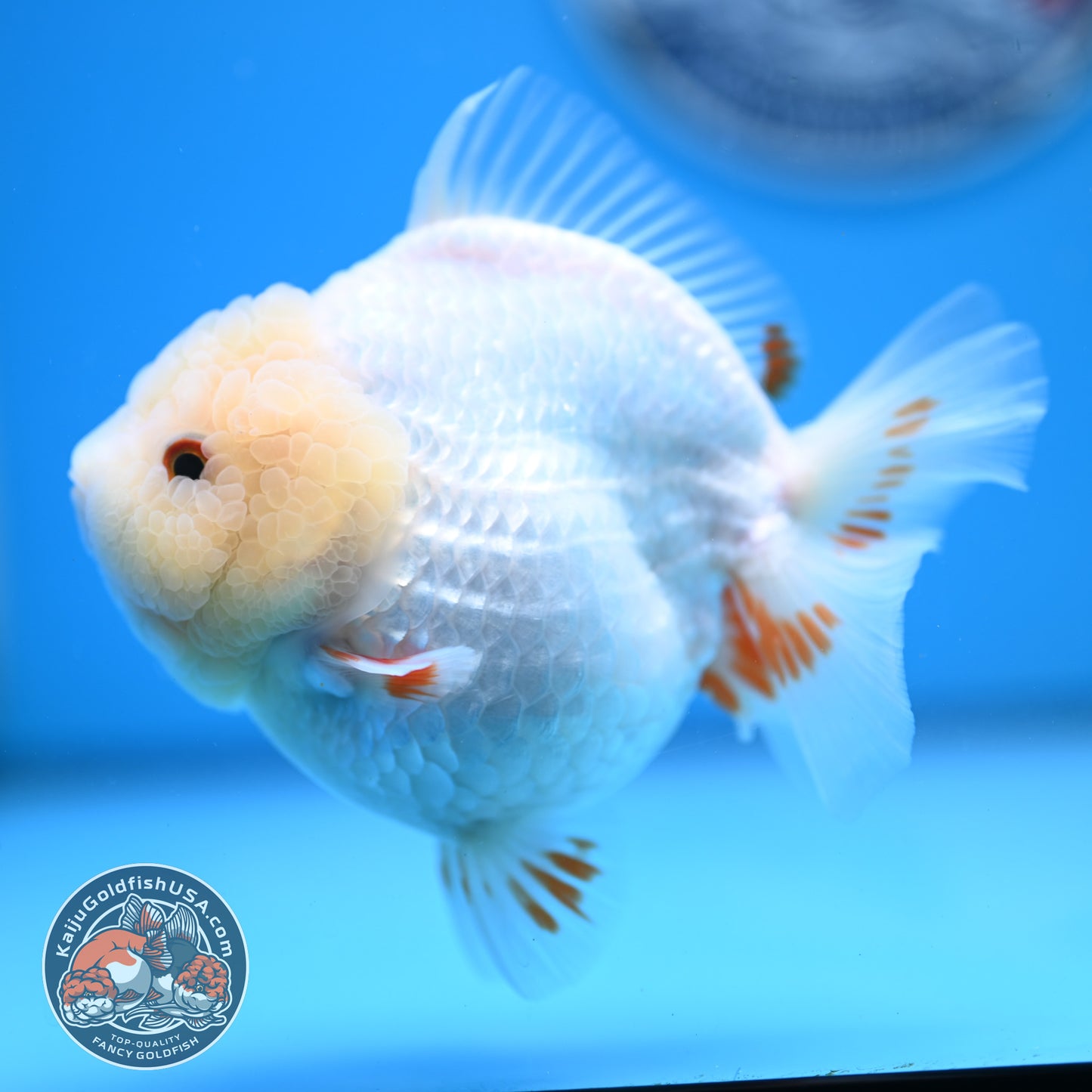 Jade Head Red White Oranda 4 inches Body (250523_OR01)