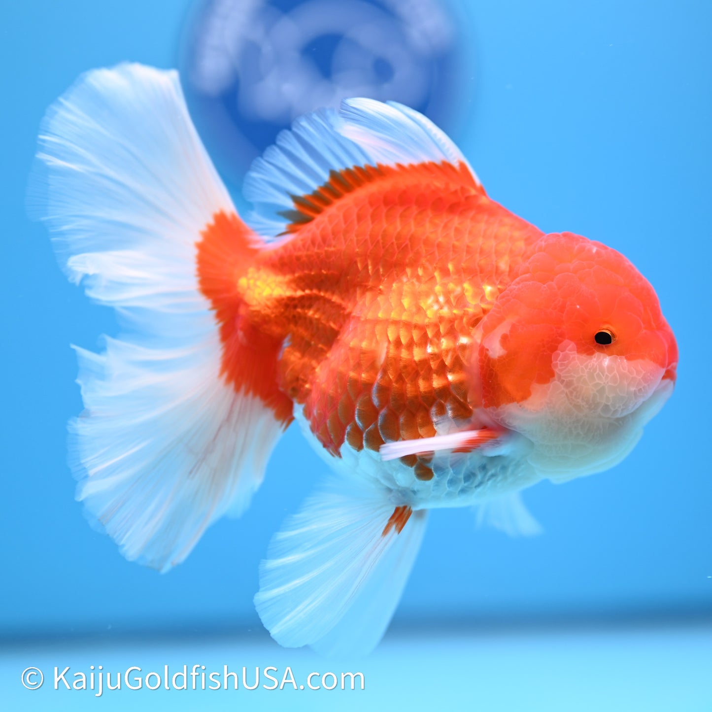 Red White Orchid Tail Oranda 4in Body (240621_OR01) - Kaiju Goldfish USA