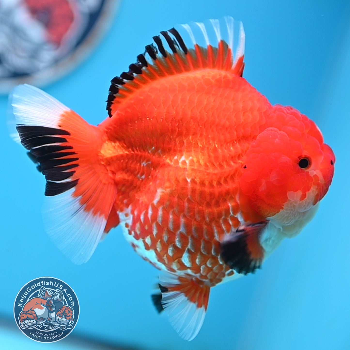 Jumbo Red White YuanBao Oranda 4.5 inches Body (250516_OR01)