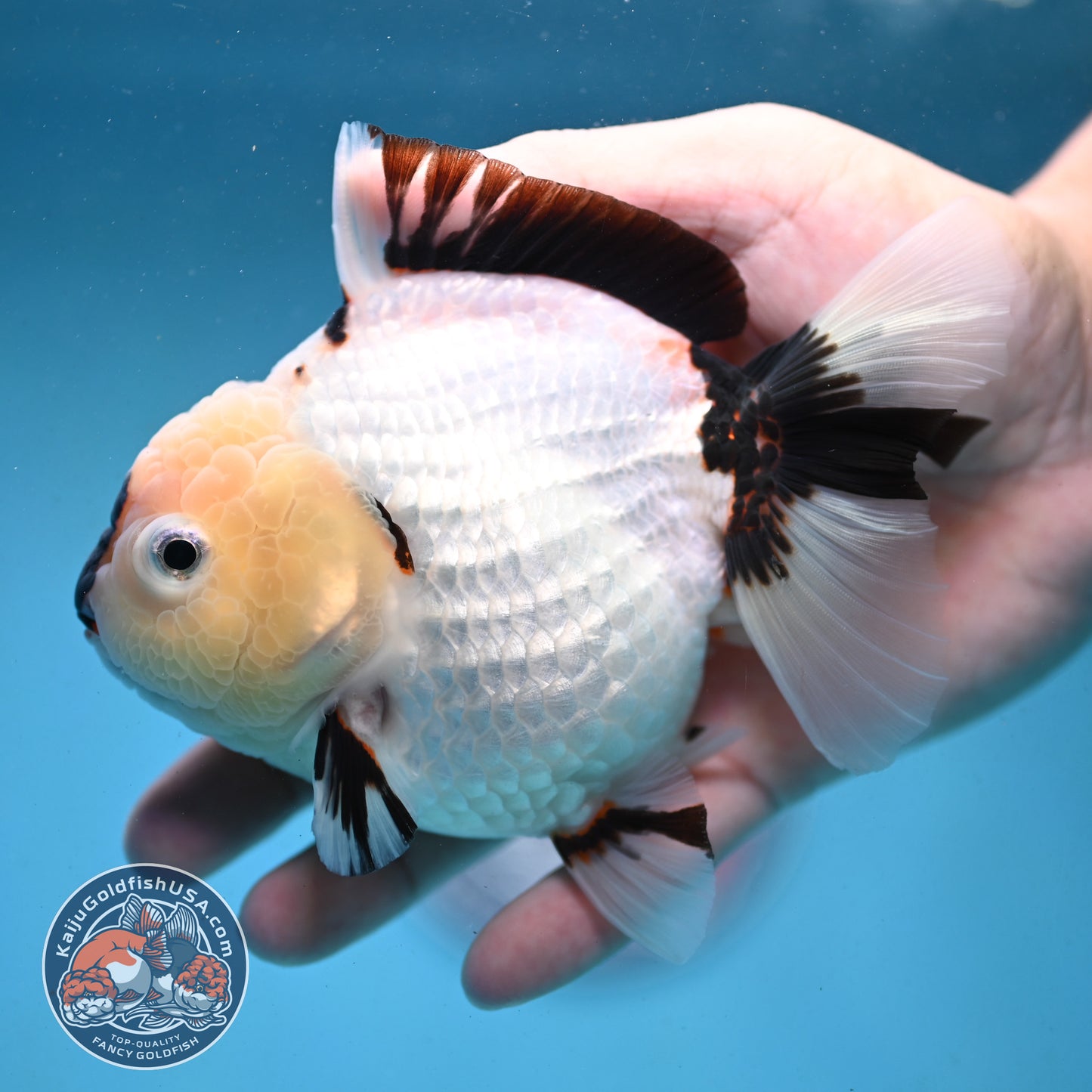 Panda Oranda 4 inch Body (251003_OR01)