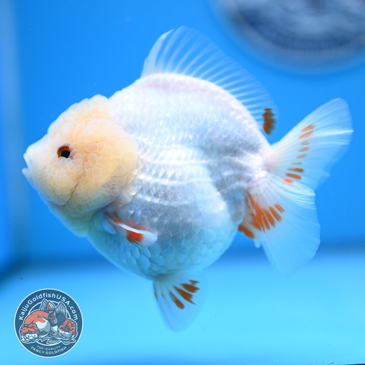 Jade Head Red White Oranda 4 inches Body (250523_OR01)