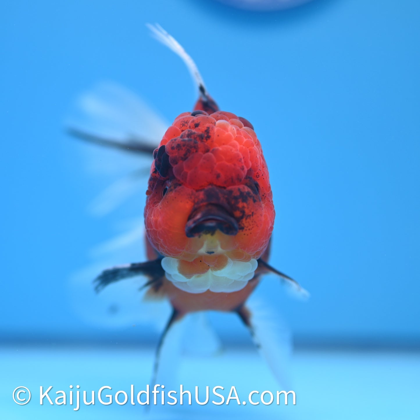 Tiger Rose Tail Oranda 3.75in Body (240628_OR01) - Kaiju Goldfish USA
