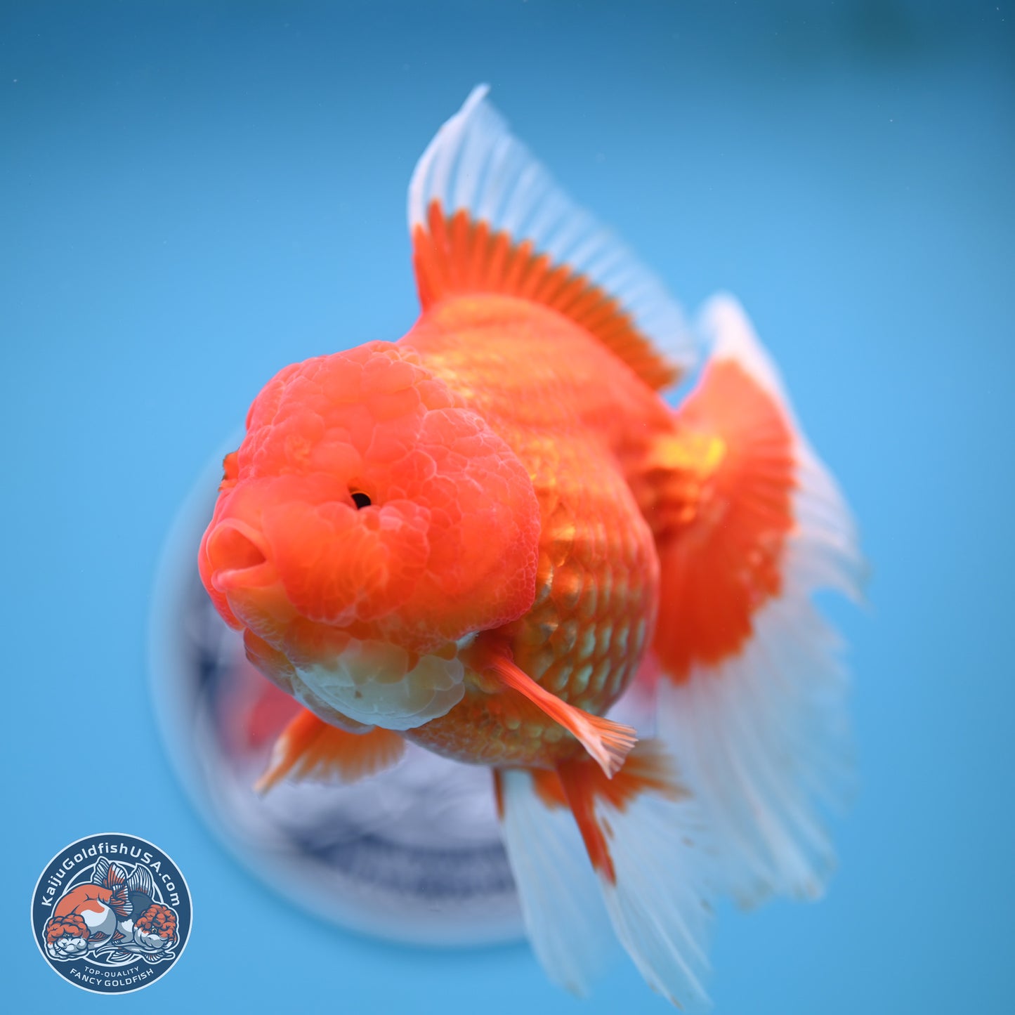 Rose Tail Red White Oranda 6.5 inches (241018_OR01) - Kaiju Goldfish USA