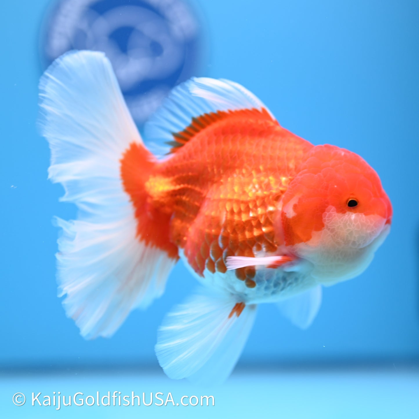 Red White Orchid Tail Oranda 4in Body (240621_OR01) - Kaiju Goldfish USA