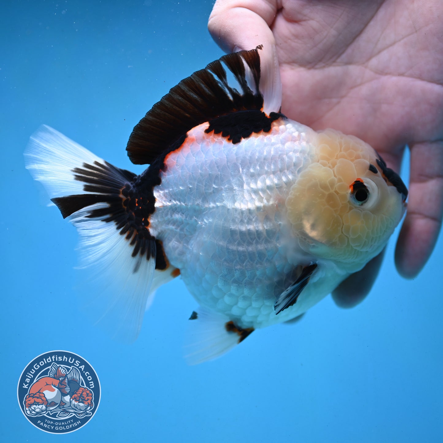Panda Oranda 4 inch Body (251003_OR01)