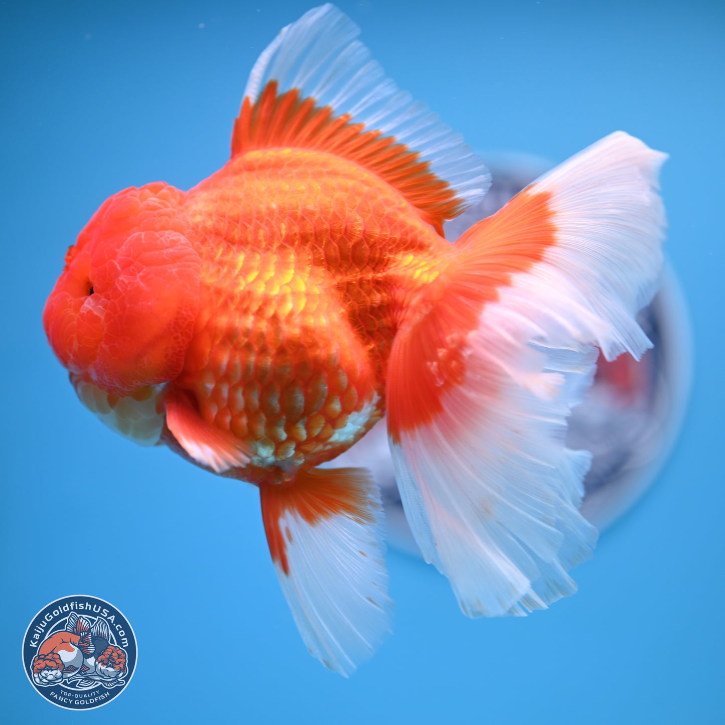 Rose Tail Red White Oranda 6.5 inches (241018_OR01) - Kaiju Goldfish USA