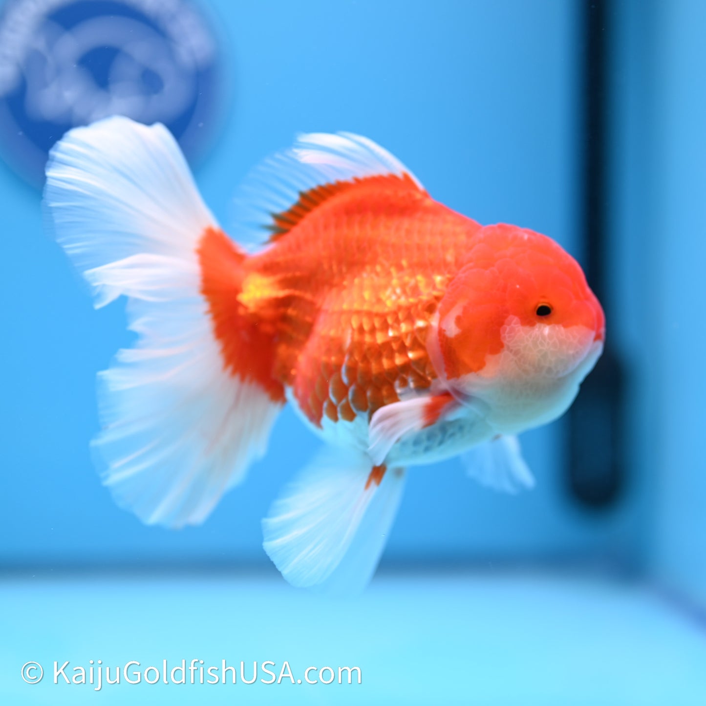 Red White Orchid Tail Oranda 4in Body (240621_OR01) - Kaiju Goldfish USA