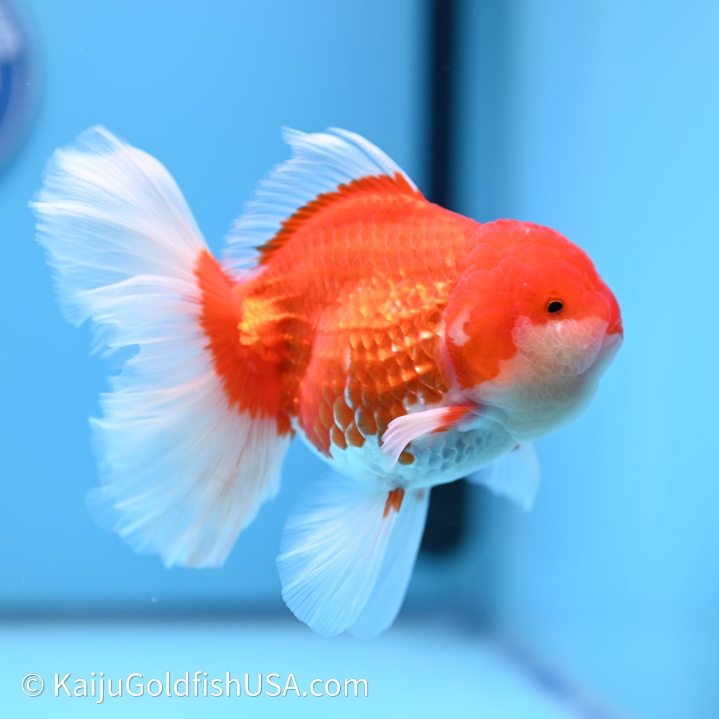 Red White Orchid Tail Oranda 4in Body (240621_OR01) - Kaiju Goldfish USA