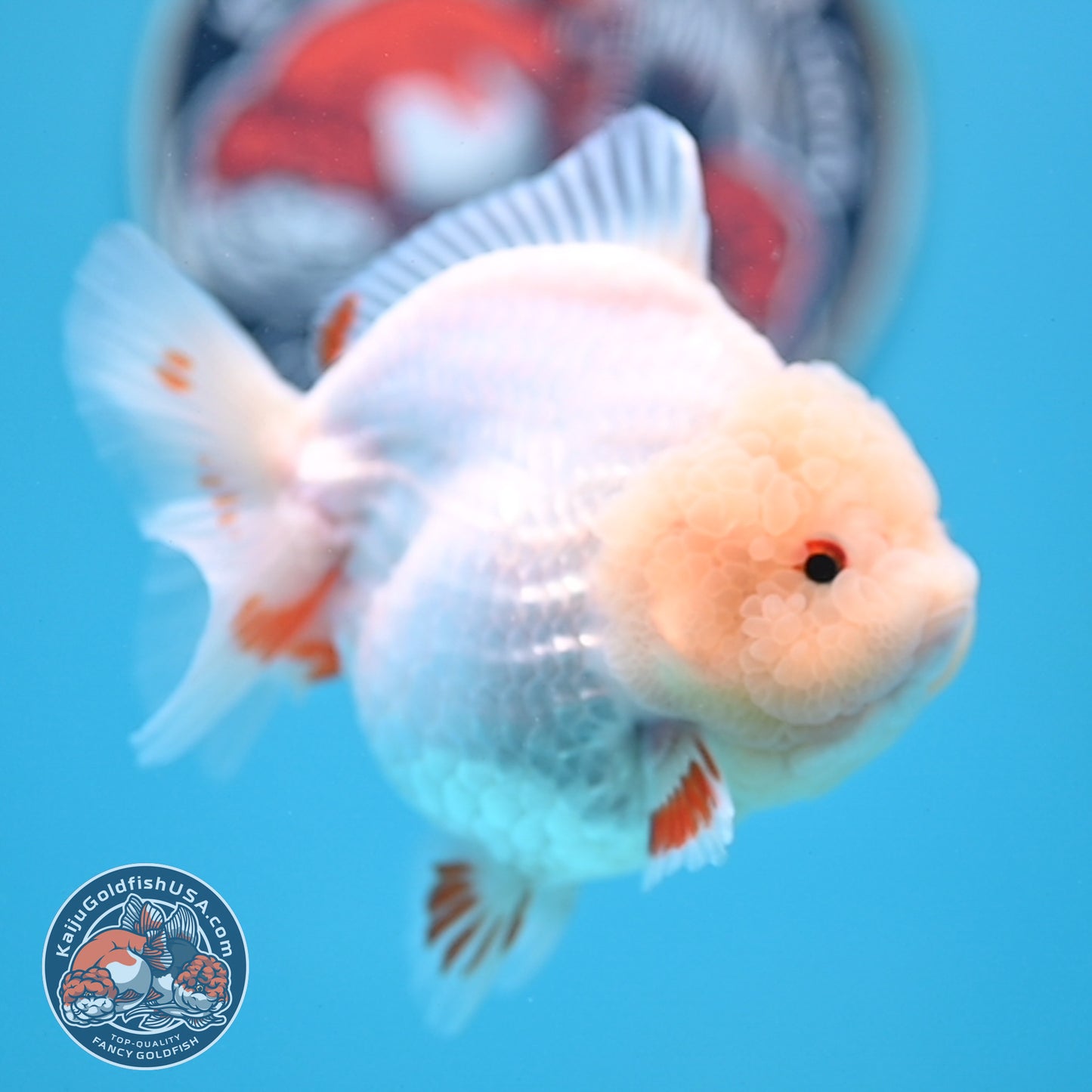 Jade Head Red White Oranda 4 inches Body (250523_OR01)