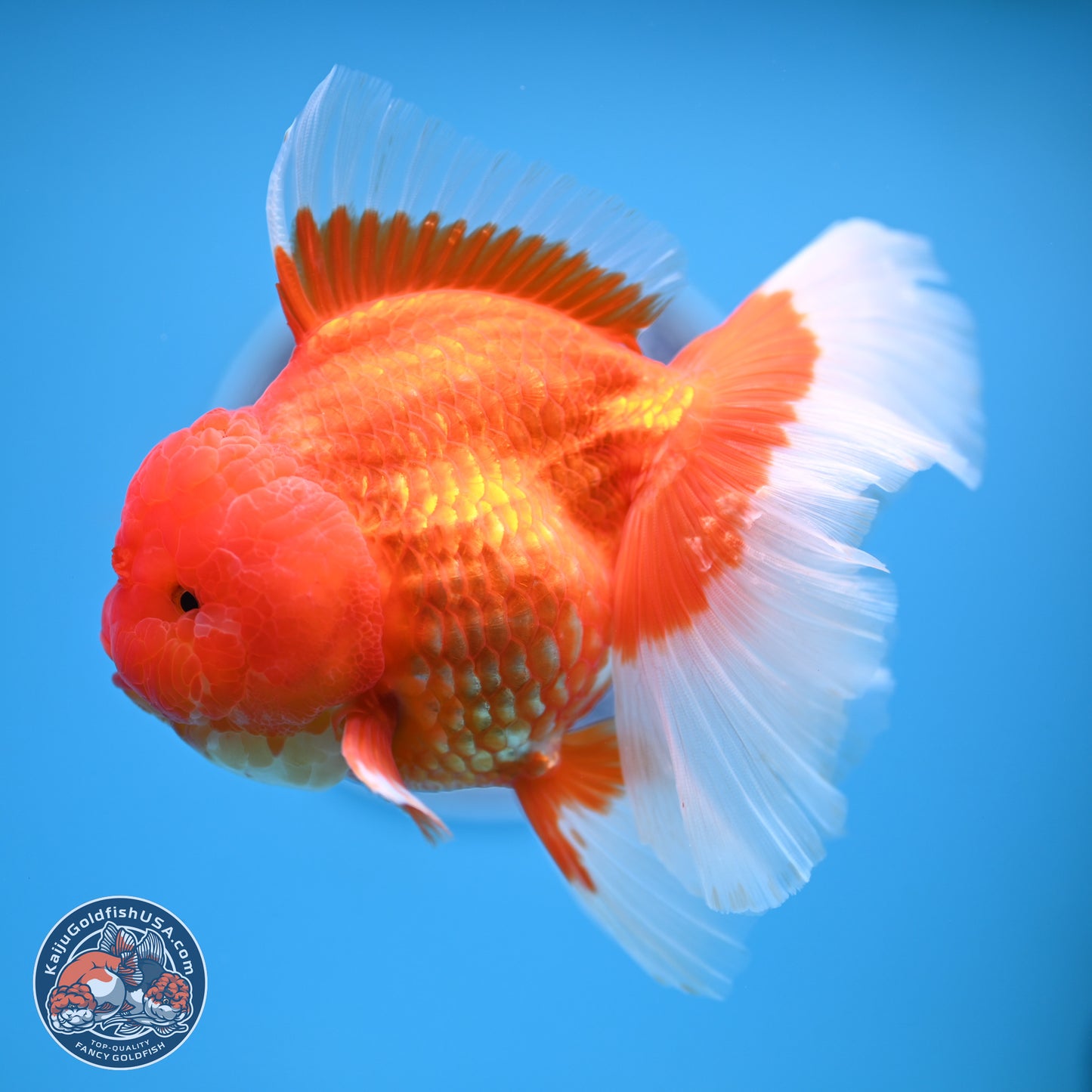 Rose Tail Red White Oranda 6.5 inches (241018_OR01) - Kaiju Goldfish USA