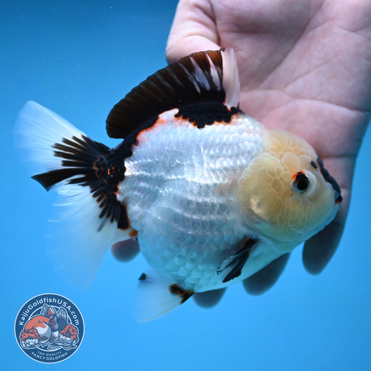 Panda Oranda 4 inch Body (251003_OR01)