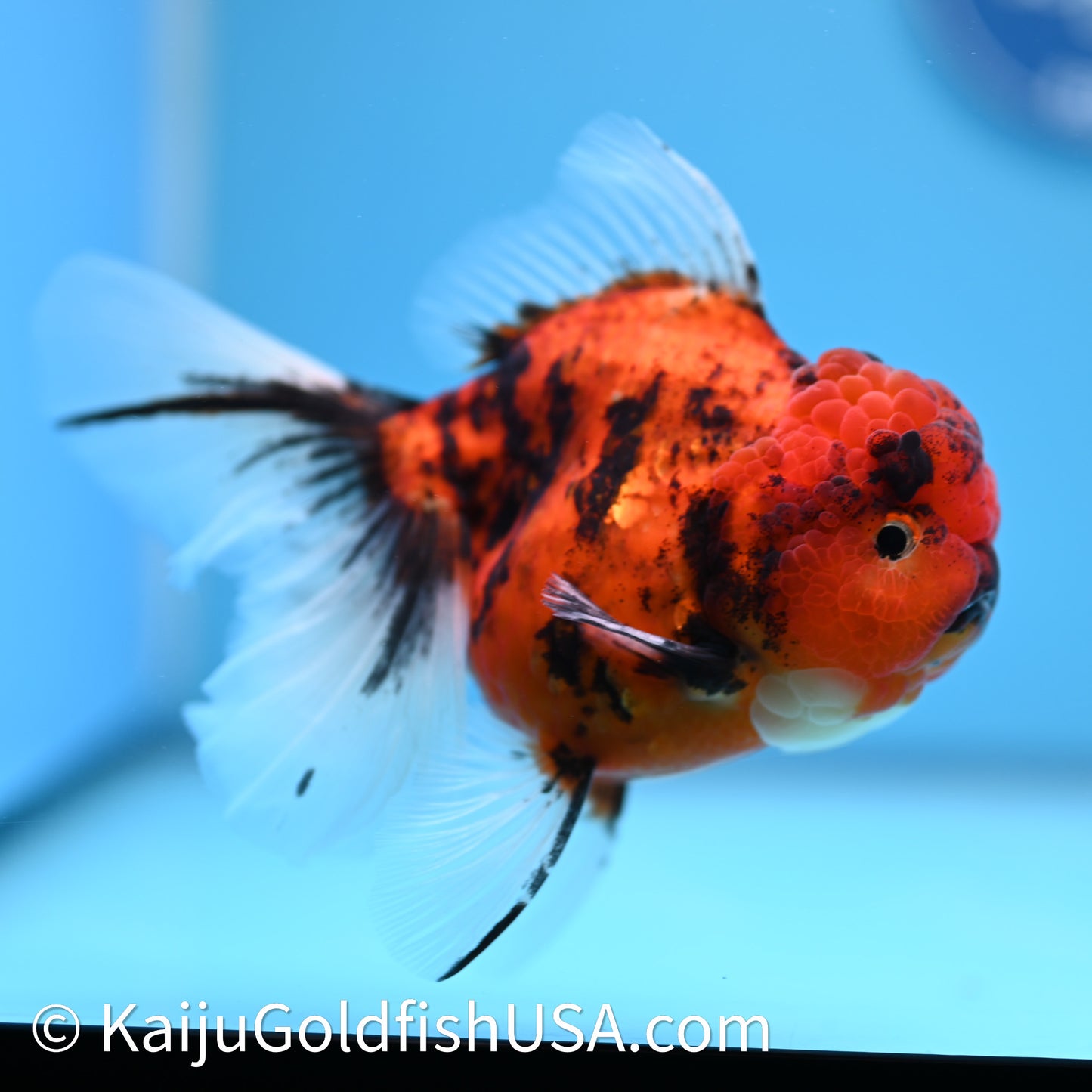 Tiger Rose Tail Oranda 3.75in Body (240628_OR01) - Kaiju Goldfish USA