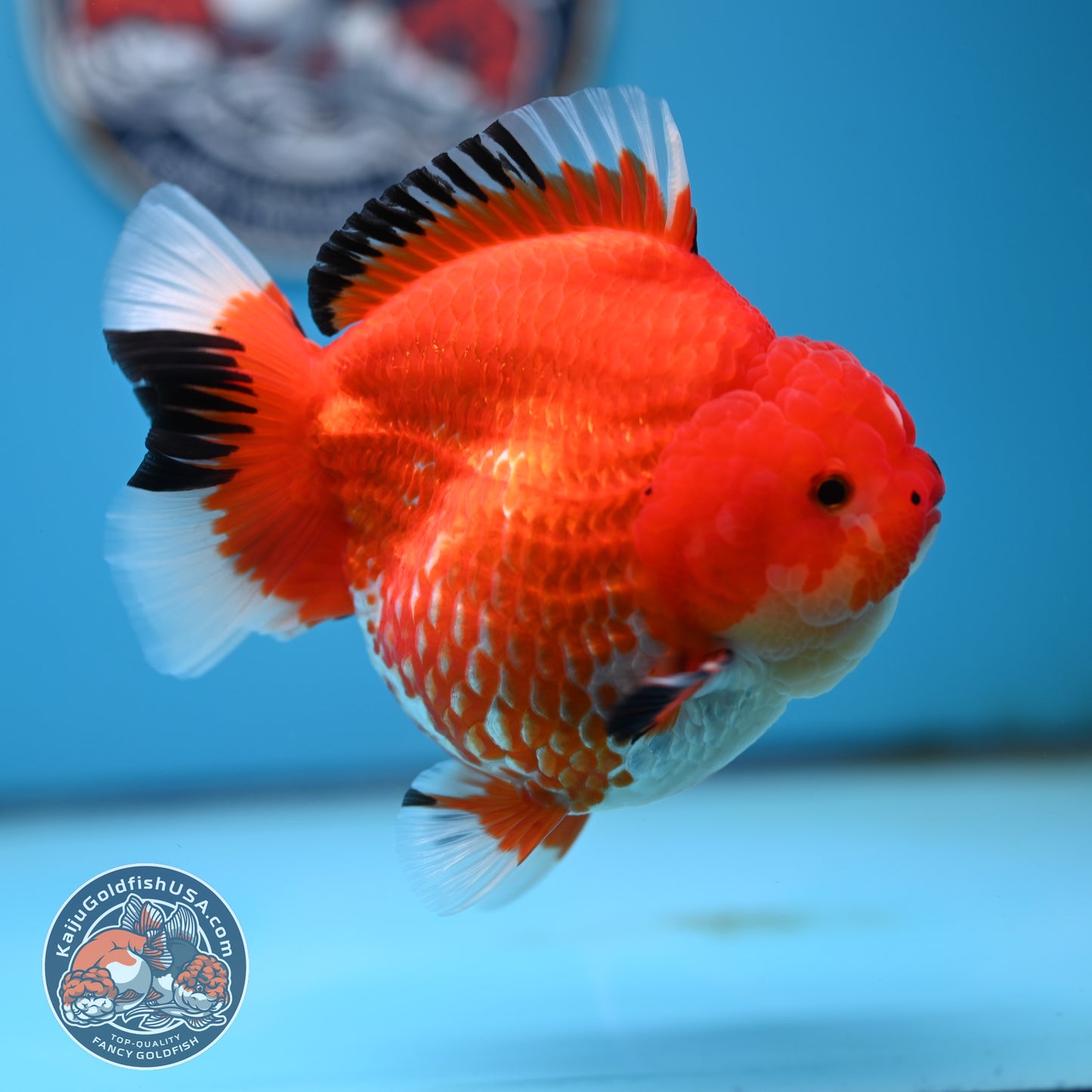 Jumbo Red White YuanBao Oranda 4.5 inches Body (250516_OR01)
