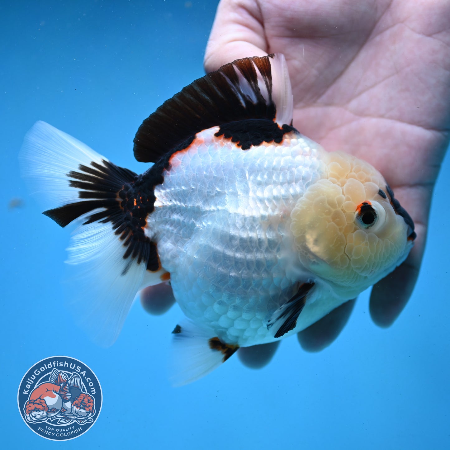 Panda Oranda 4 inch Body (251003_OR01)
