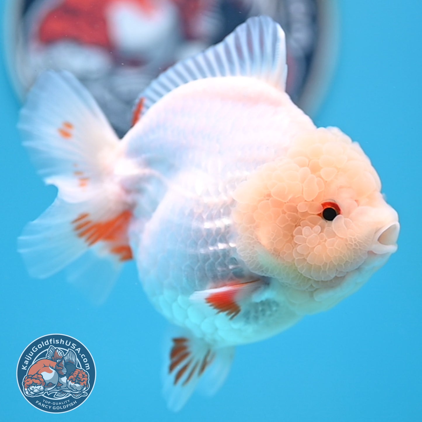 Jade Head Red White Oranda 4 inches Body (250523_OR01)