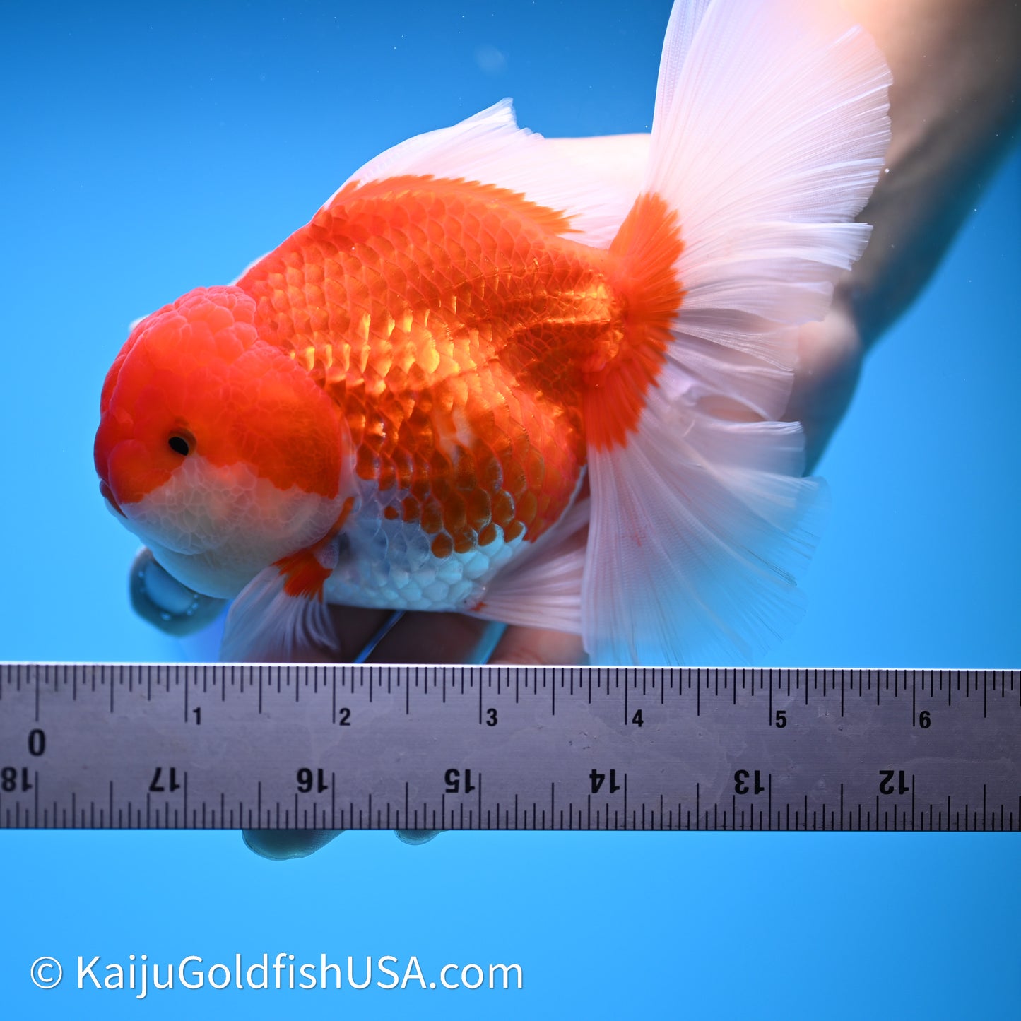 Red White Orchid Tail Oranda 4in Body (240621_OR01) - Kaiju Goldfish USA