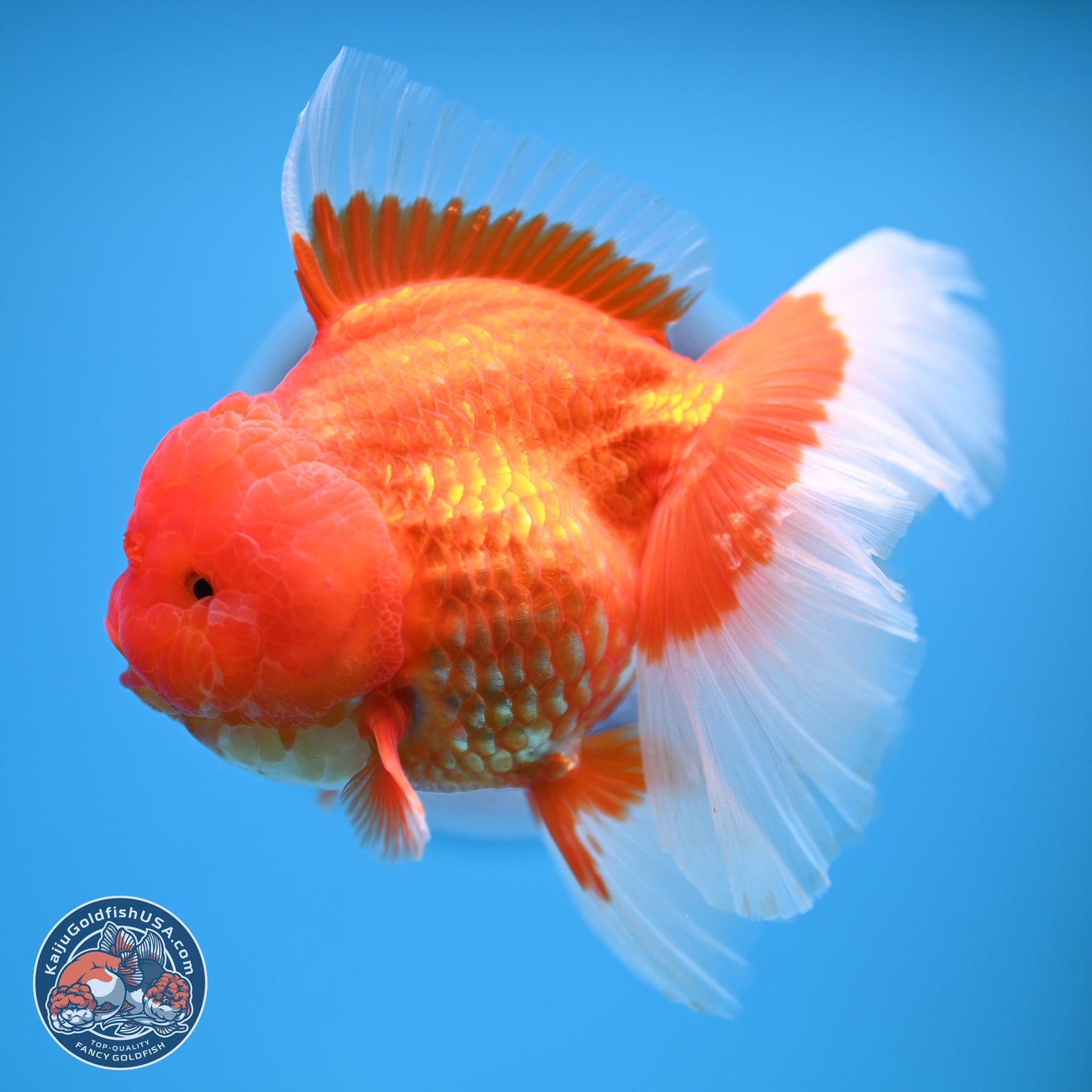 Rose Tail Red White Oranda 6.5 inches (241018_OR01) - Kaiju Goldfish USA