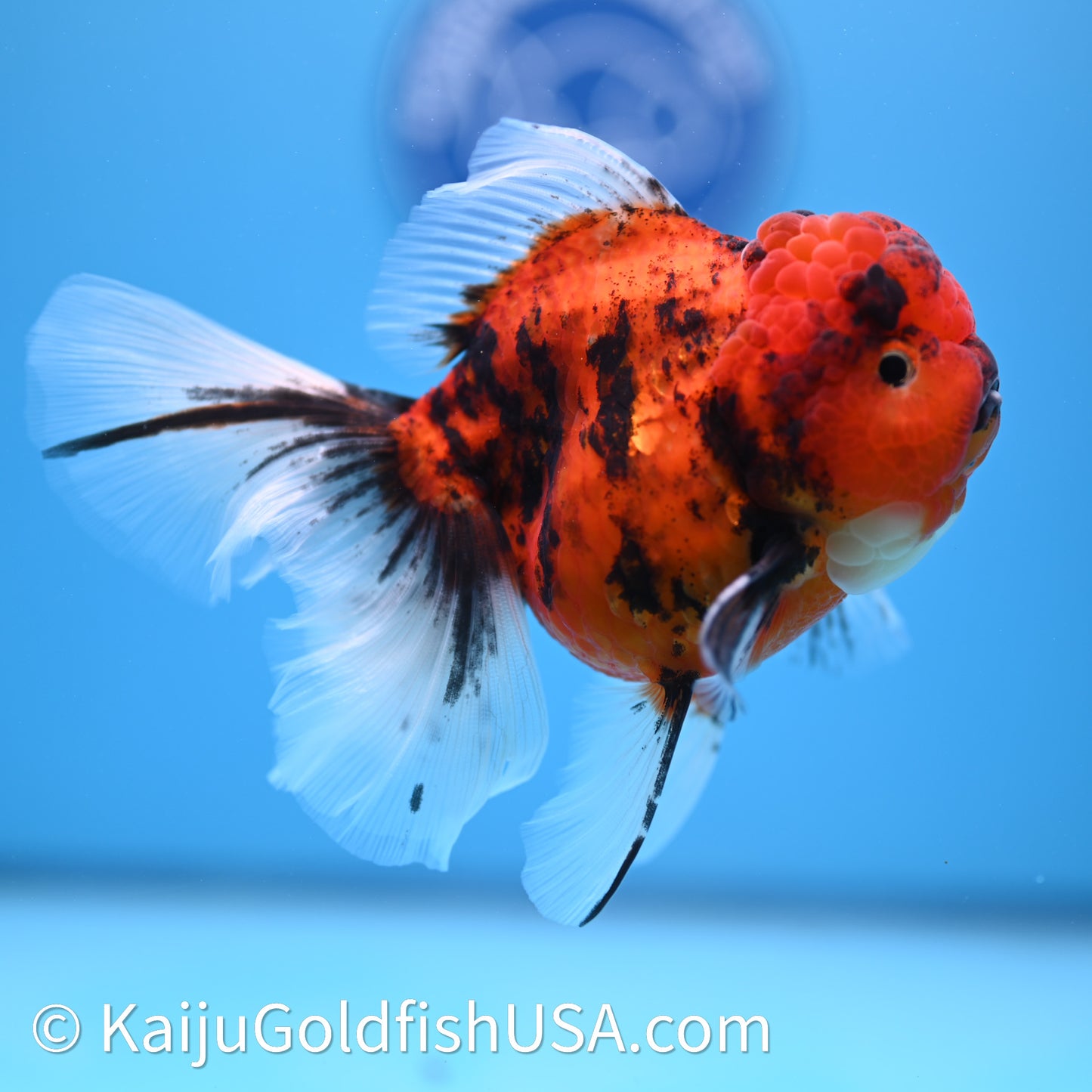 Tiger Rose Tail Oranda 3.75in Body (240628_OR01) - Kaiju Goldfish USA