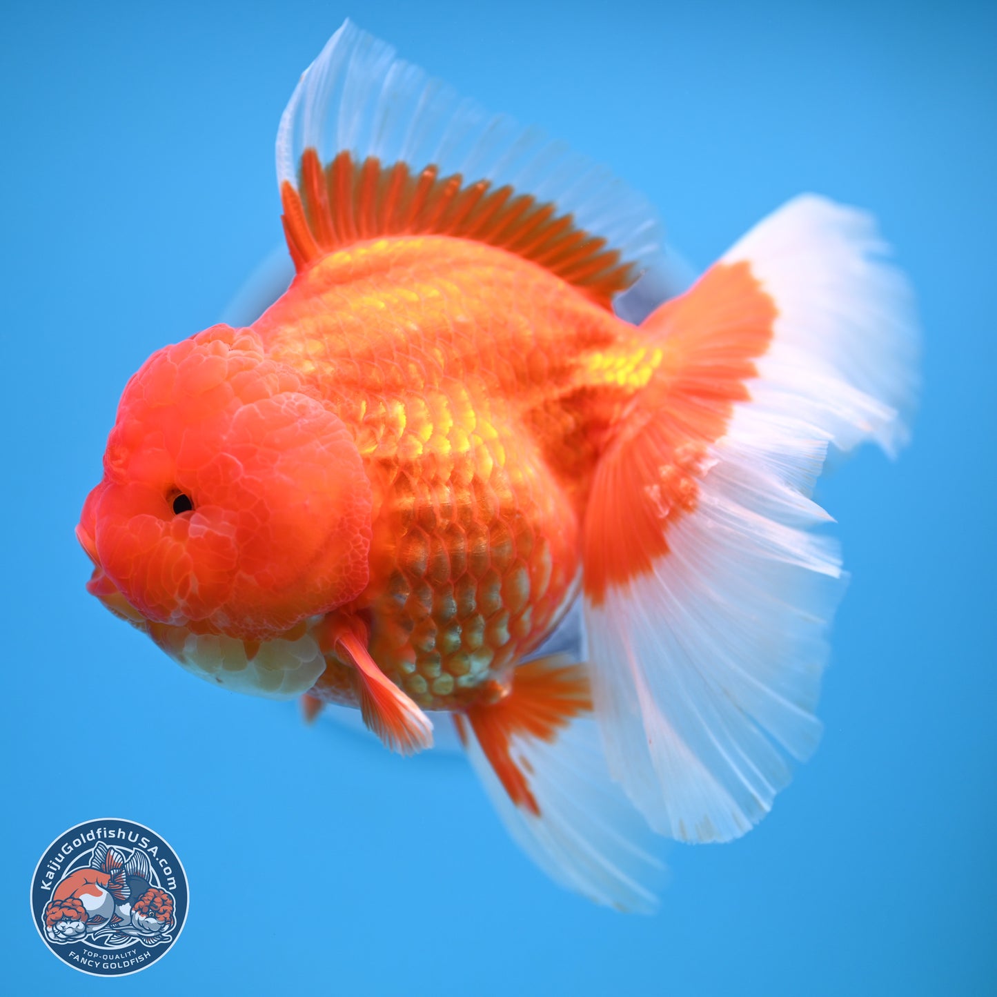 Rose Tail Red White Oranda 6.5 inches (241018_OR01) - Kaiju Goldfish USA