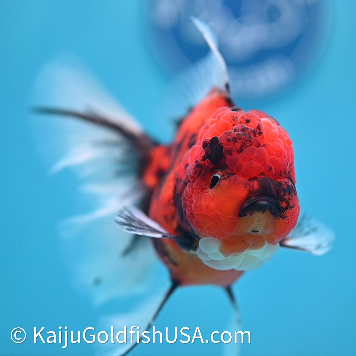 Tiger Rose Tail Oranda 3.75in Body (240628_OR01) - Kaiju Goldfish USA
