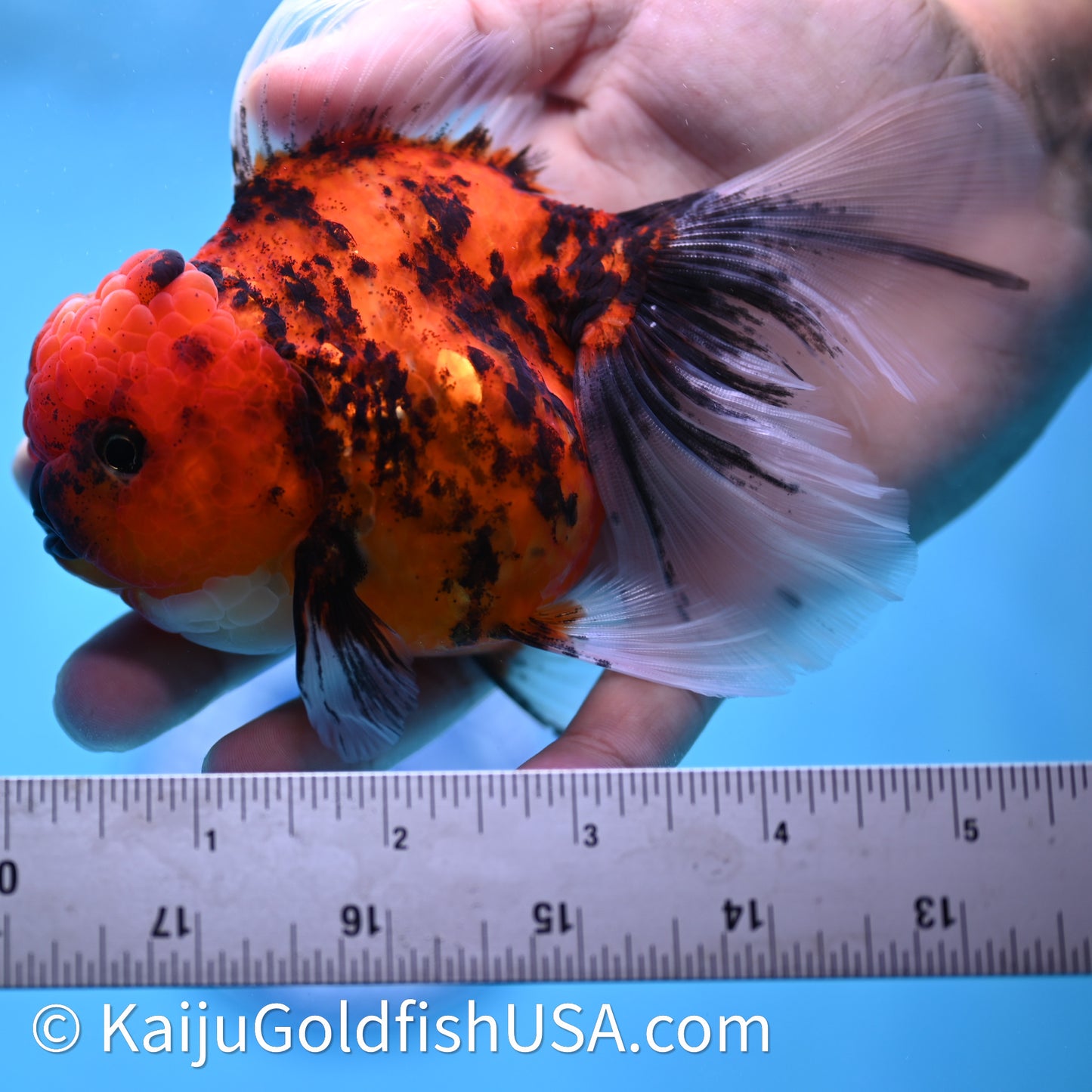 Tiger Rose Tail Oranda 3.75in Body (240628_OR01) - Kaiju Goldfish USA