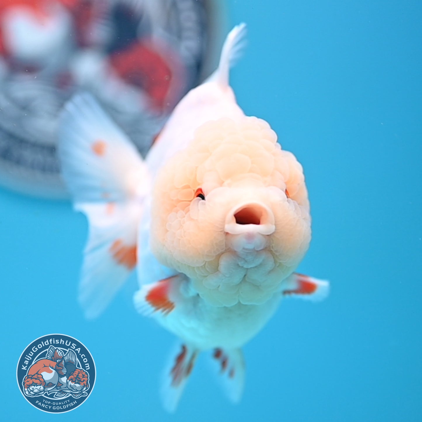 Jade Head Red White Oranda 4 inches Body (250523_OR01)